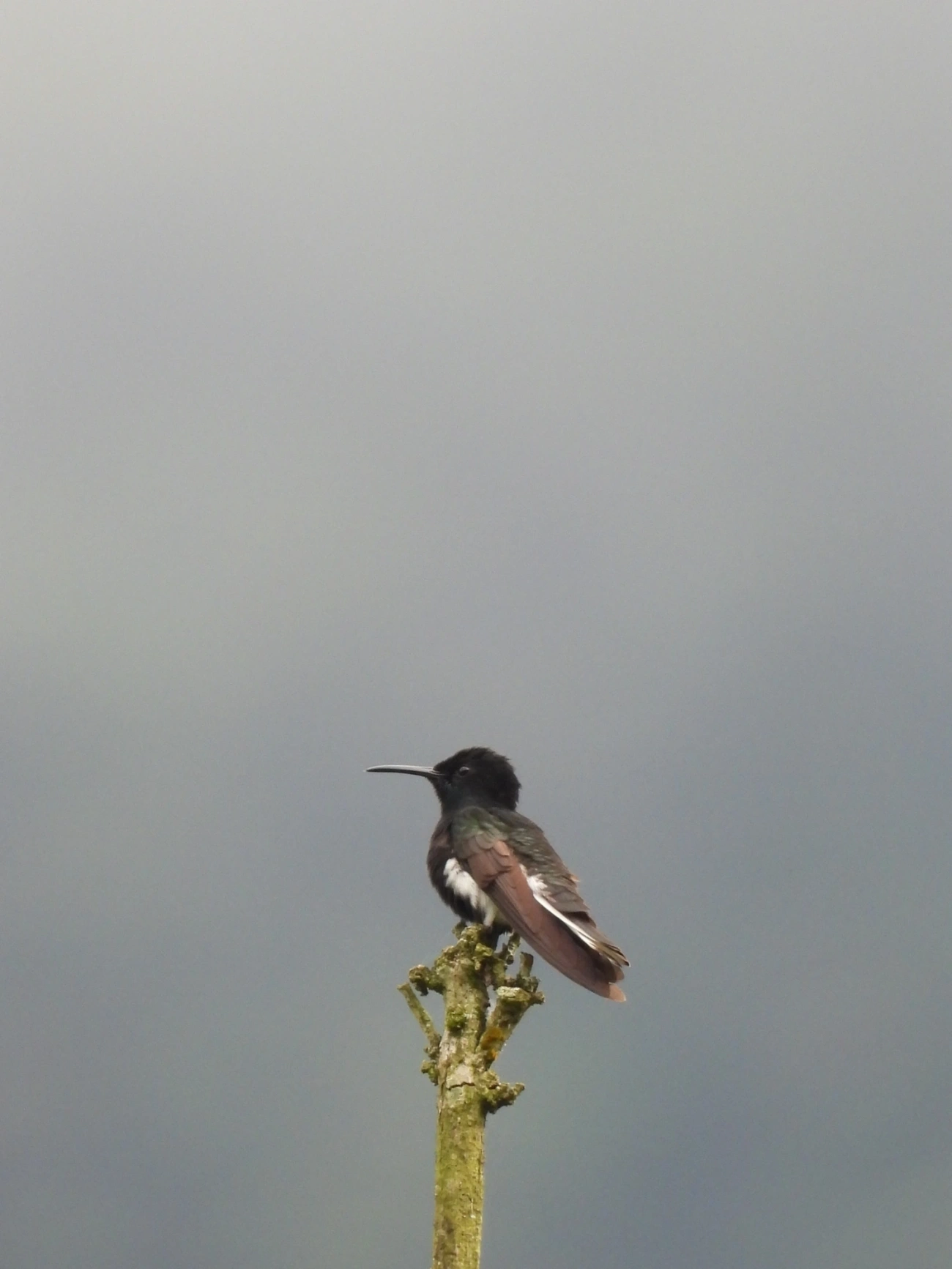 Beija-flor-preto (Florisuga fusca), aves, fotografado em Maresias, São Sebastião
