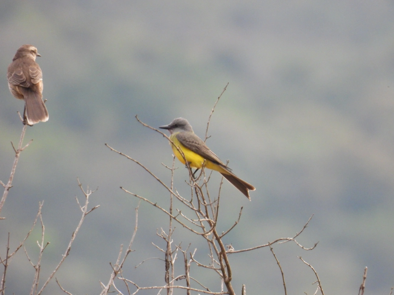 Suiriri (Tyrannus melancholicus), aves, fotografado em Itamonte