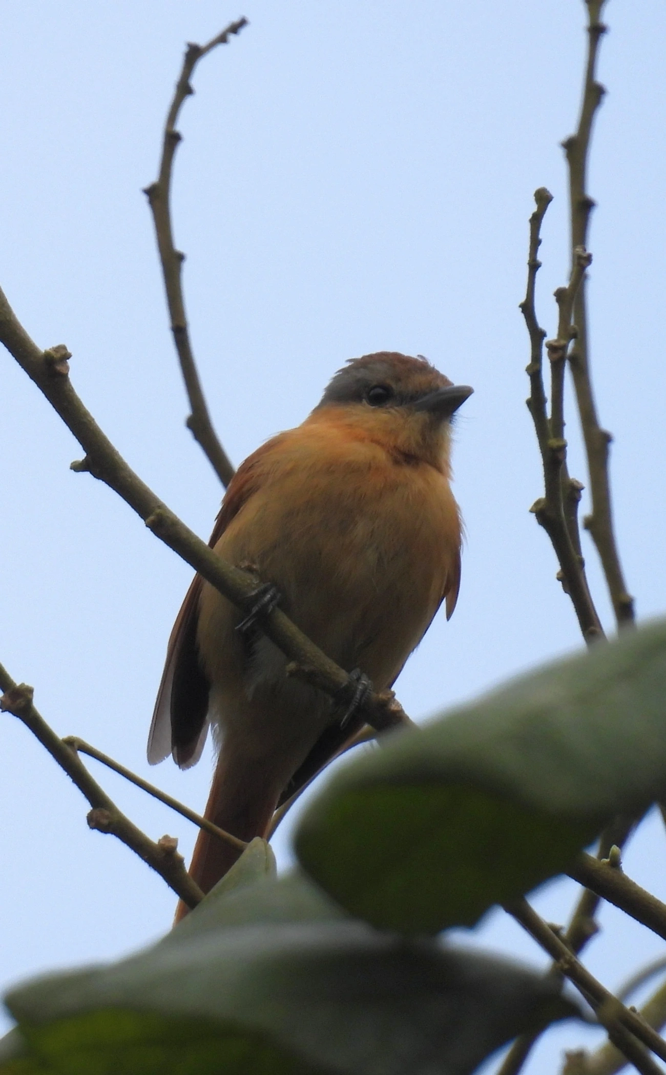 Caneleiro (Pachyramphus castaneus), aves, fotografado em Santa Isabel