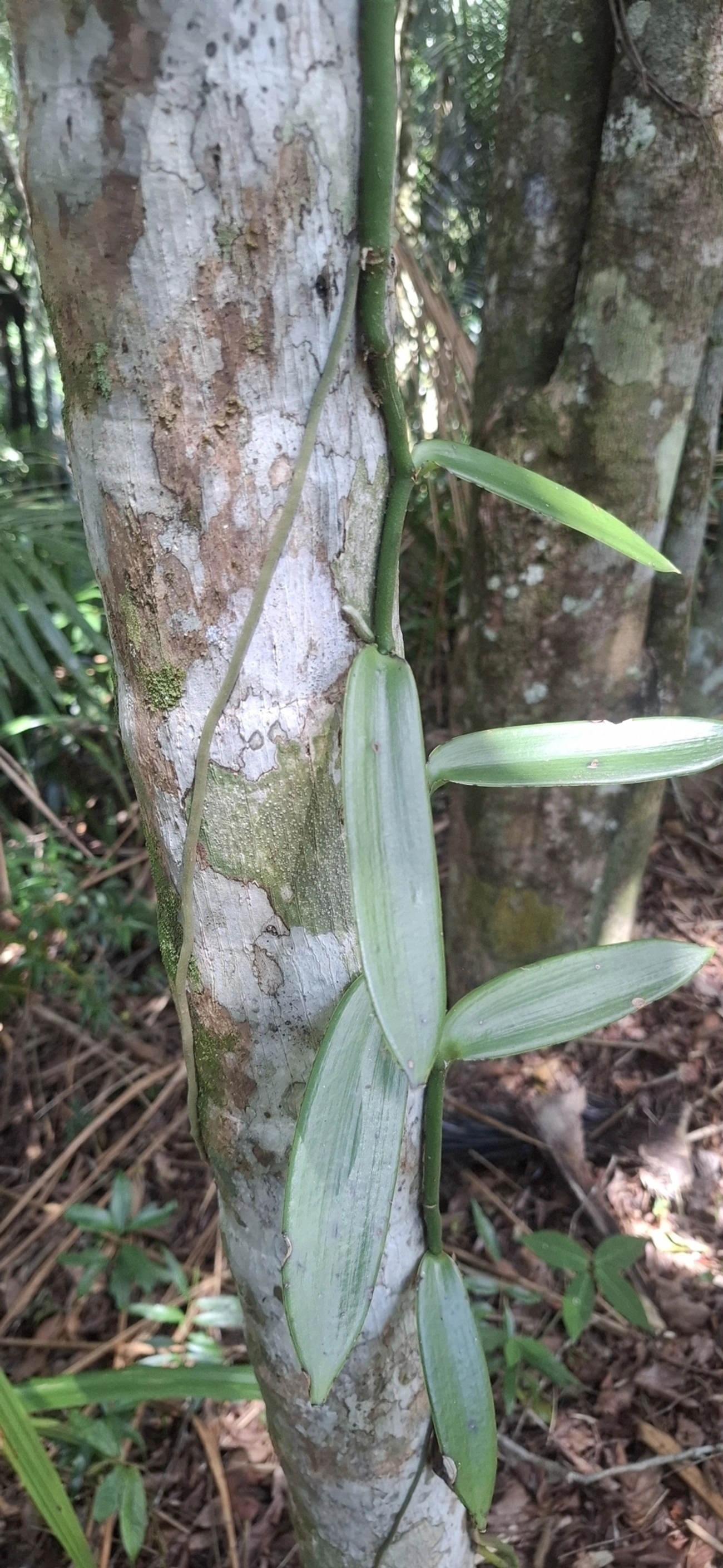 Baunilha (Vanilla), plantas, fotografado em Enxovas, Ilhabela