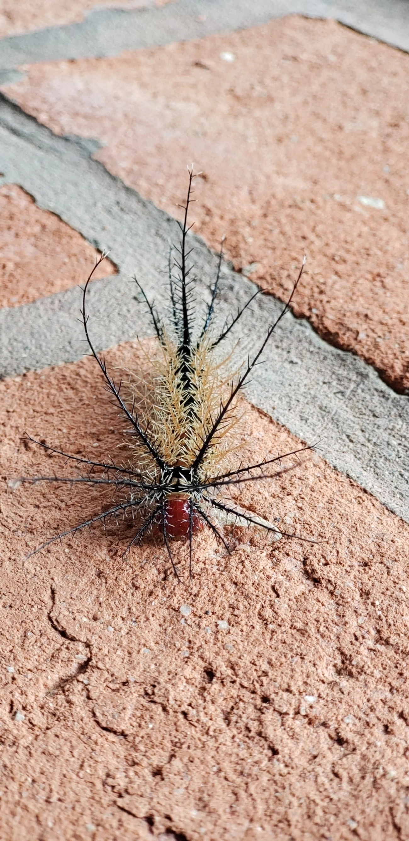 Hemileucinae, insetos, fotografado em Ubatuba