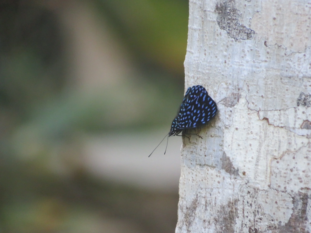 Borboleta-Pororó-Azul (Hamadryas arete), insetos, fotografado em Maresias, São Sebastião