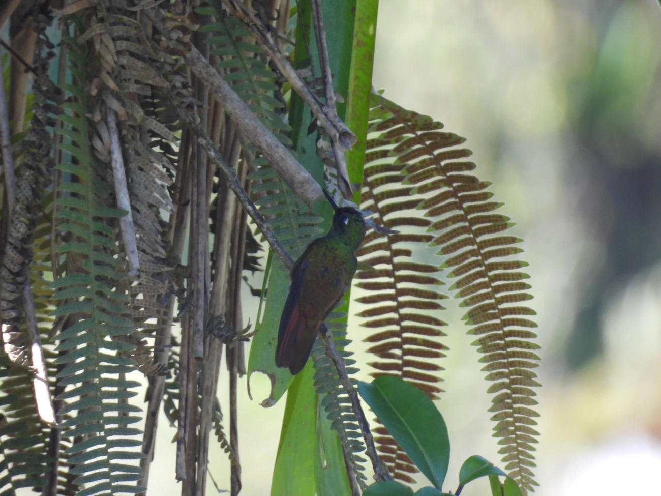 Beija-flor-rubi (Heliodoxa rubricauda), aves, fotografado em Paranapiacaba