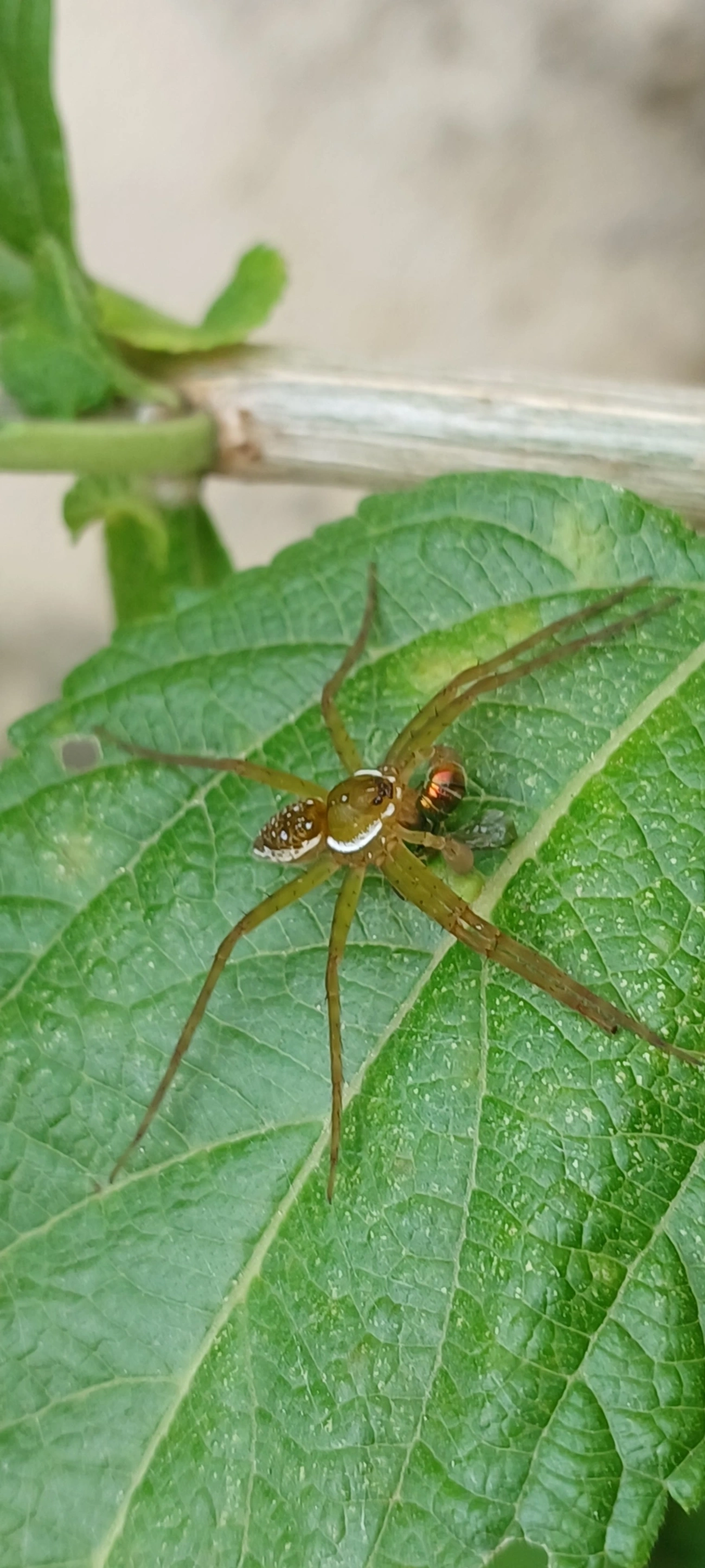 Thaumasia, aracnídeos, fotografado em Maresias, São Sebastião