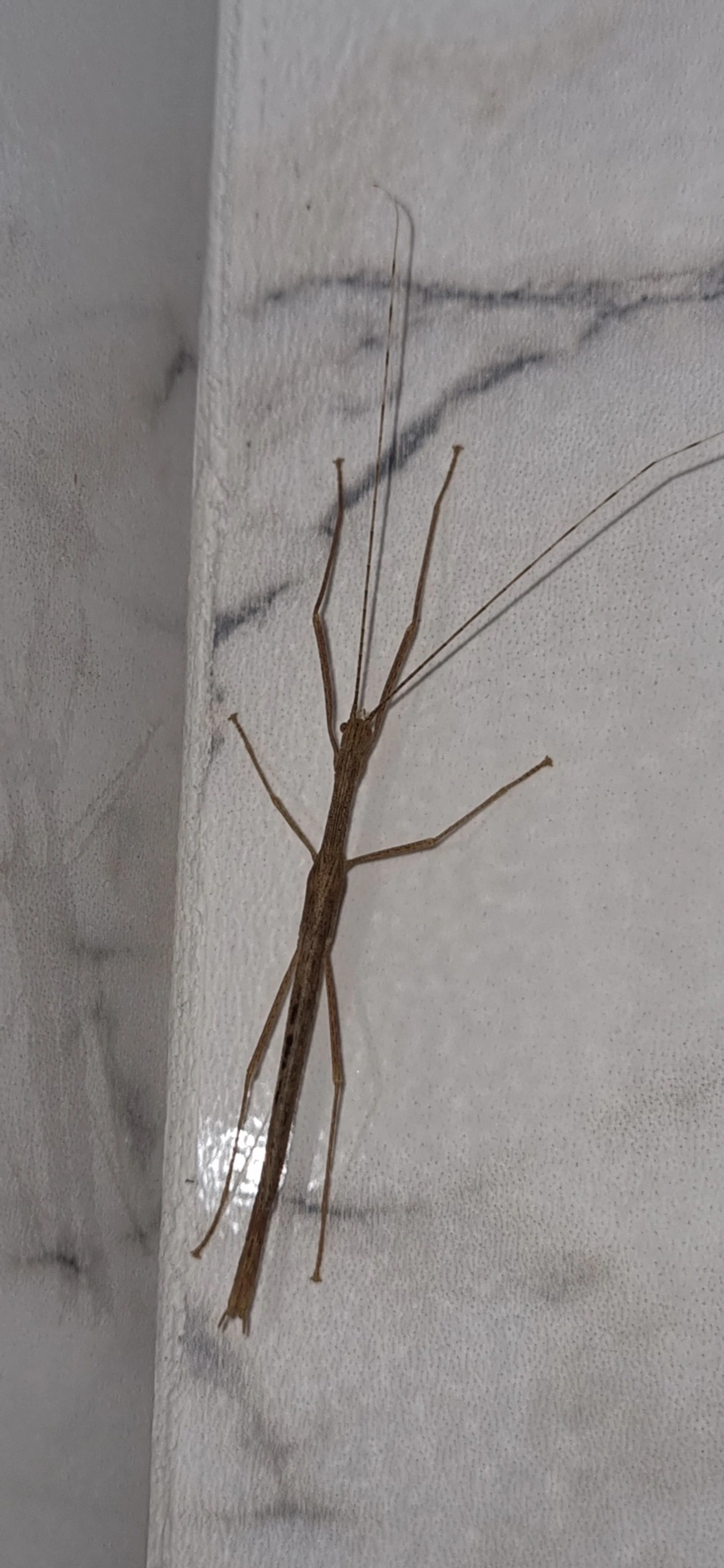Bicho-pau (Metriophasma pericles), insetos, fotografado em Maresias, São Sebastião