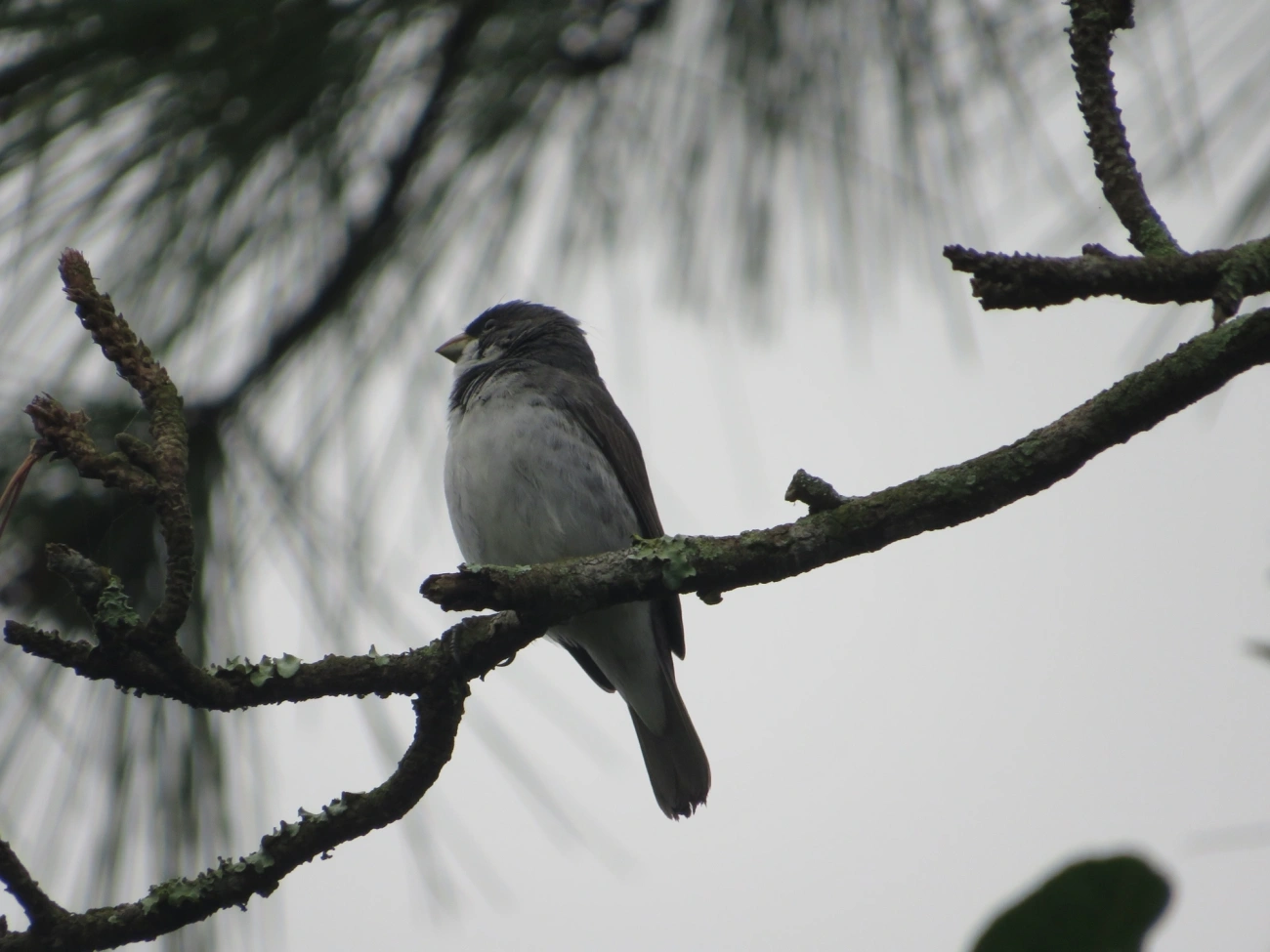 Coleirinho (Sporophila caerulescens), aves, fotografado em Maresias, São Sebastião
