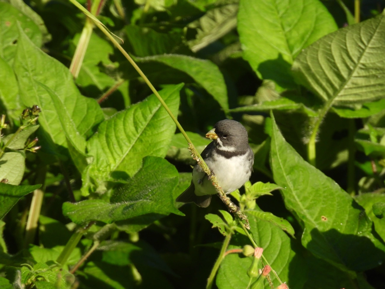 Coleirinho (Sporophila caerulescens), aves, fotografado em Maresias, São Sebastião