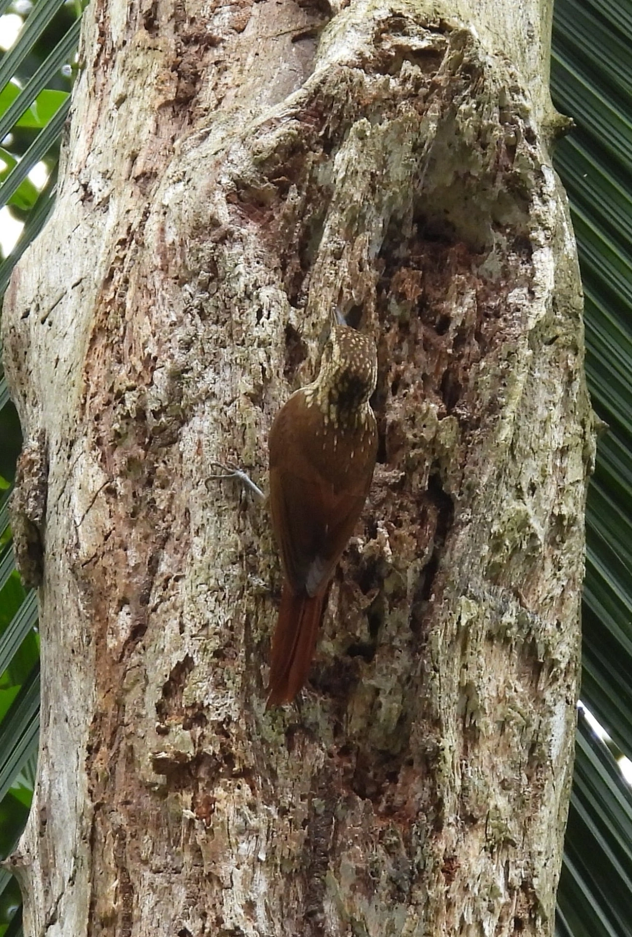Arapaçu-rajado (Xiphorhynchus fuscus), aves, fotografado em Maresias, São Sebastião