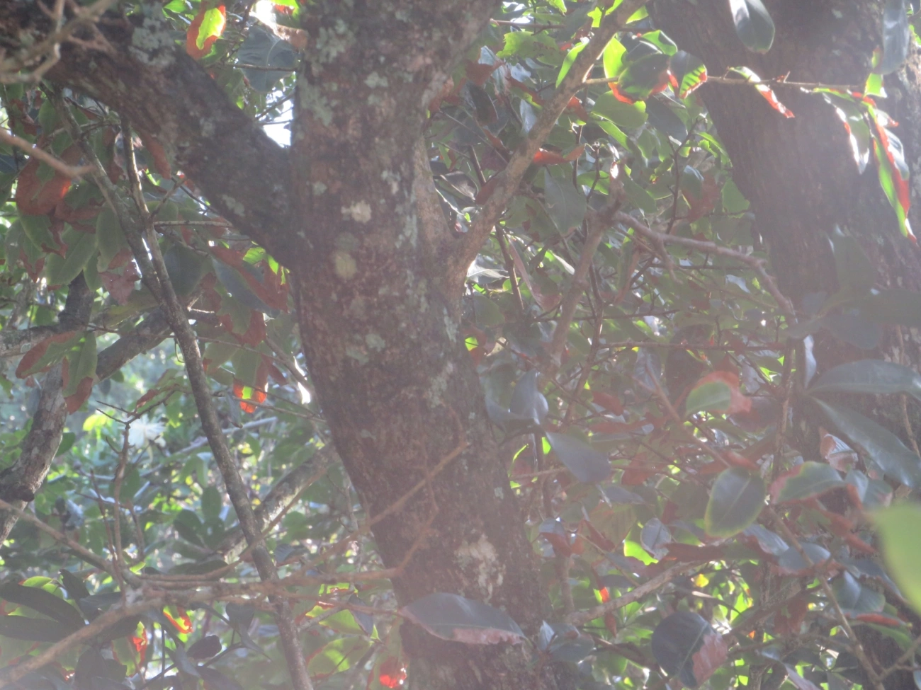 Bombacoideae, plantas, fotografado em Maresias, São Sebastião