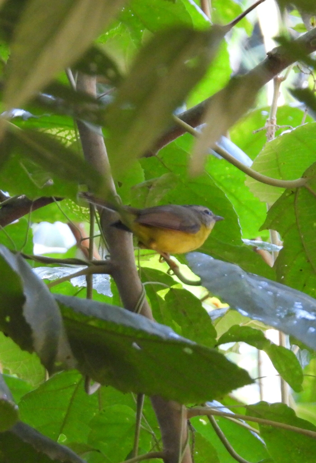 Pula-Pula (Basileuterus culicivorus), aves, fotografado em Resende