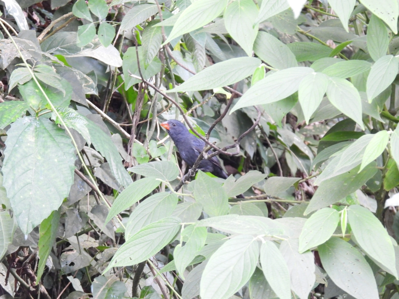 Bico-de-pimenta (Saltator fuliginosus), aves, fotografado em Veloso, Ilhabela