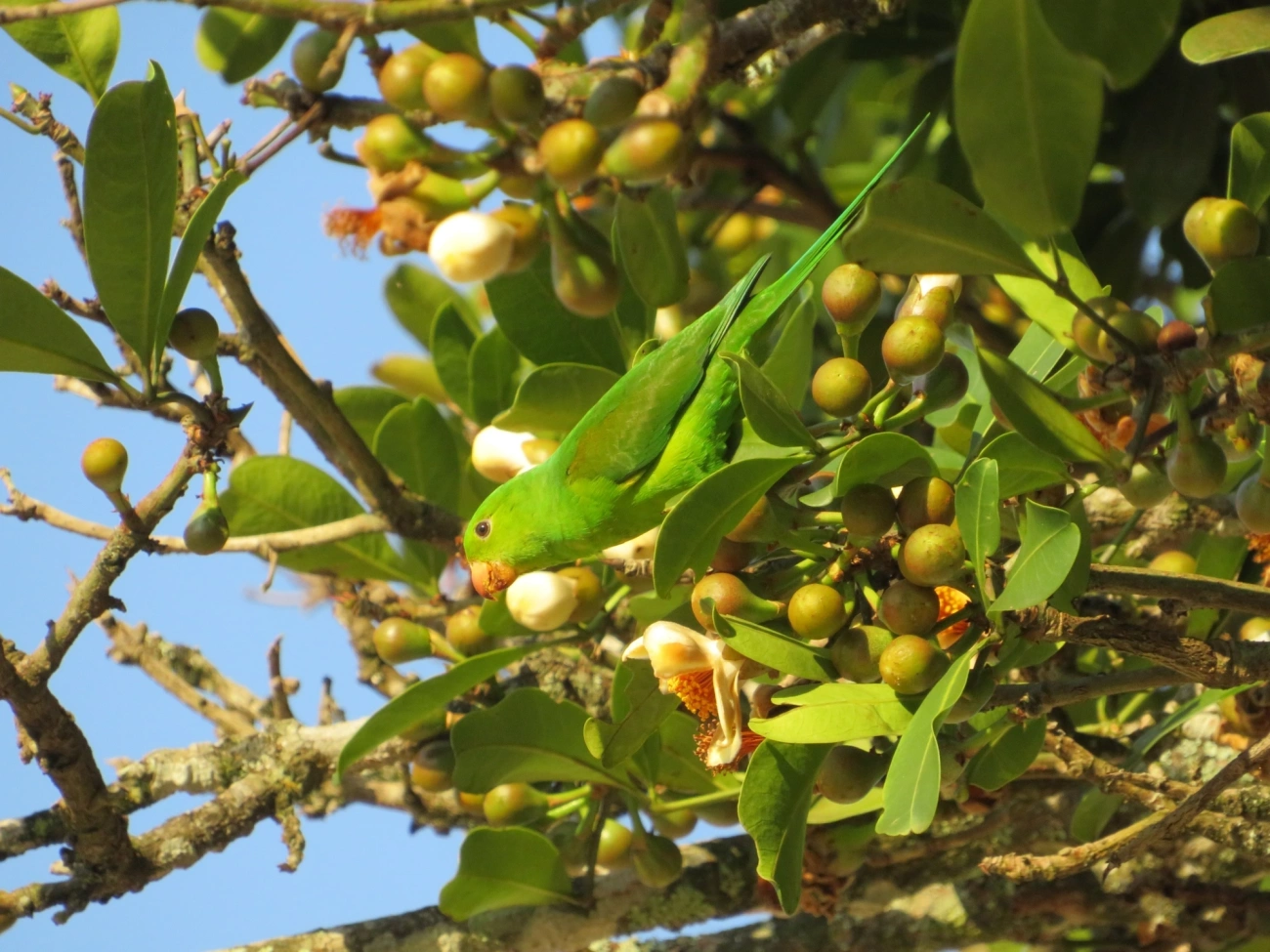 Periquito-rico (Brotogeris tirica), aves, fotografado em Maresias, São Sebastião