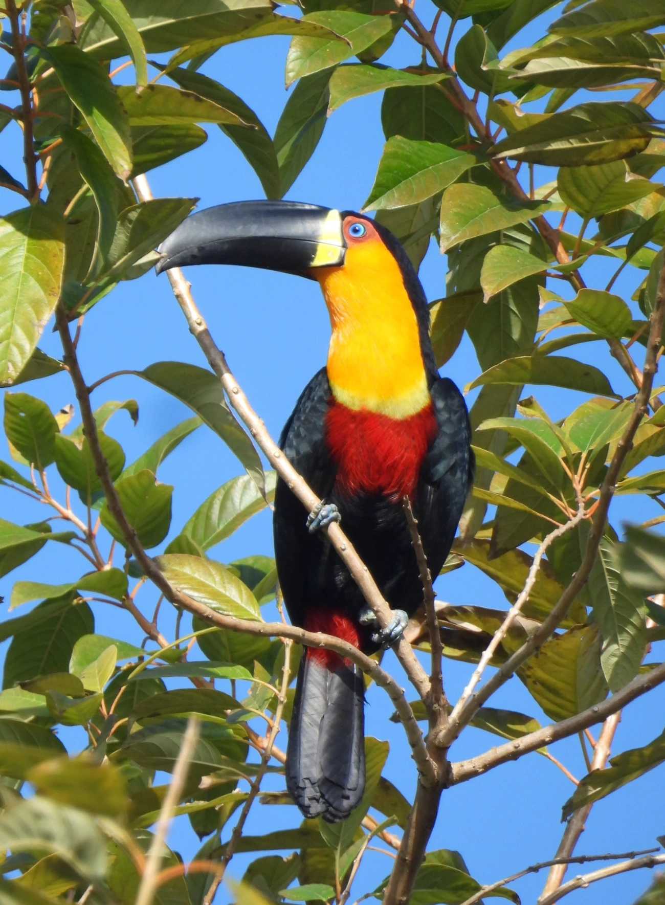 Tucano-de-ariel (Ramphastos vitellinus), aves, fotografado em Maresias, São Sebastião