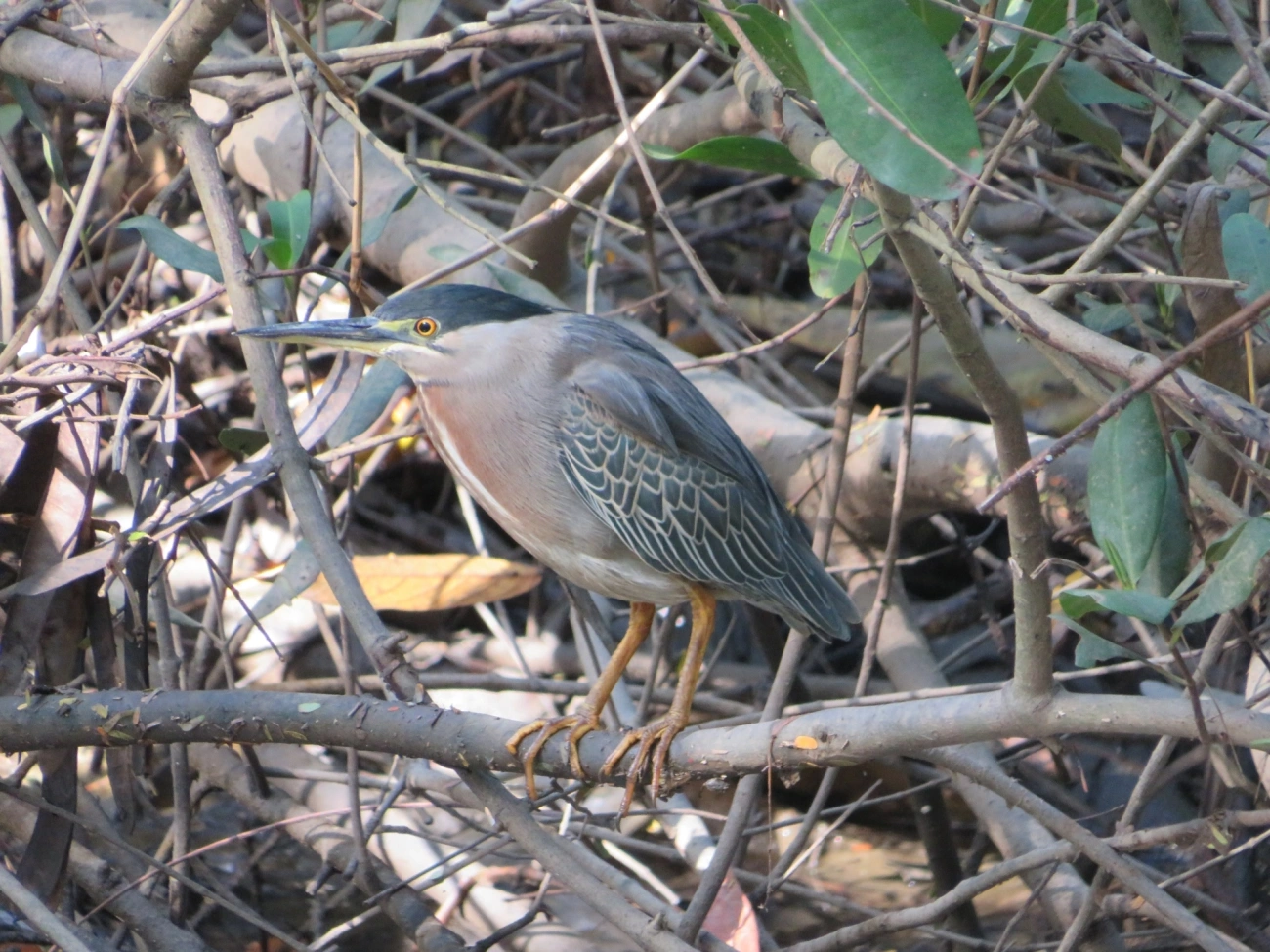 Socozinho (Butorides striata), aves, fotografado em Indaiá, Caraguatatuba