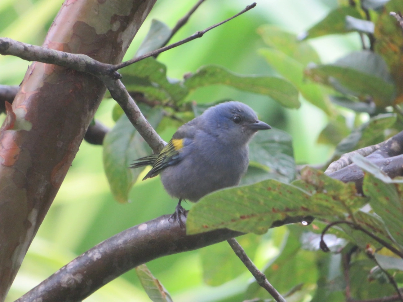 Sanhaçu-de-encontro-amarelo (Thraupis ornata), aves, fotografado em Maresias, São Sebastião