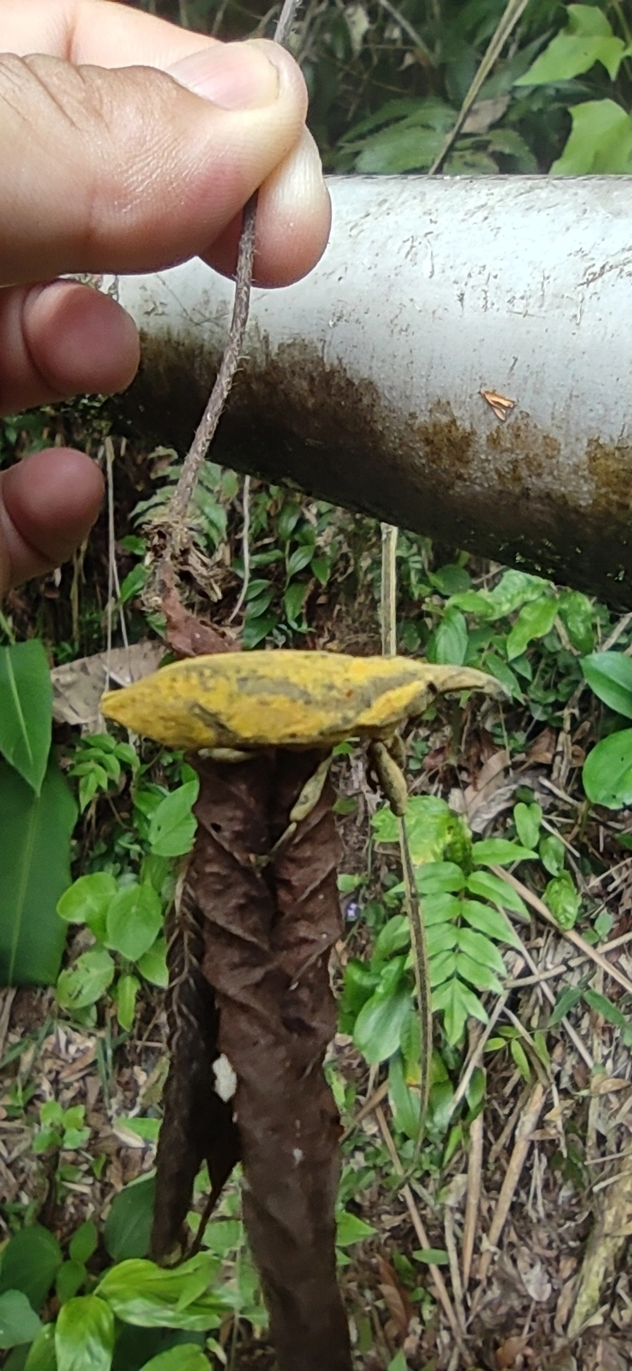 Lixus, insetos, fotografado em Maresias, São Sebastião