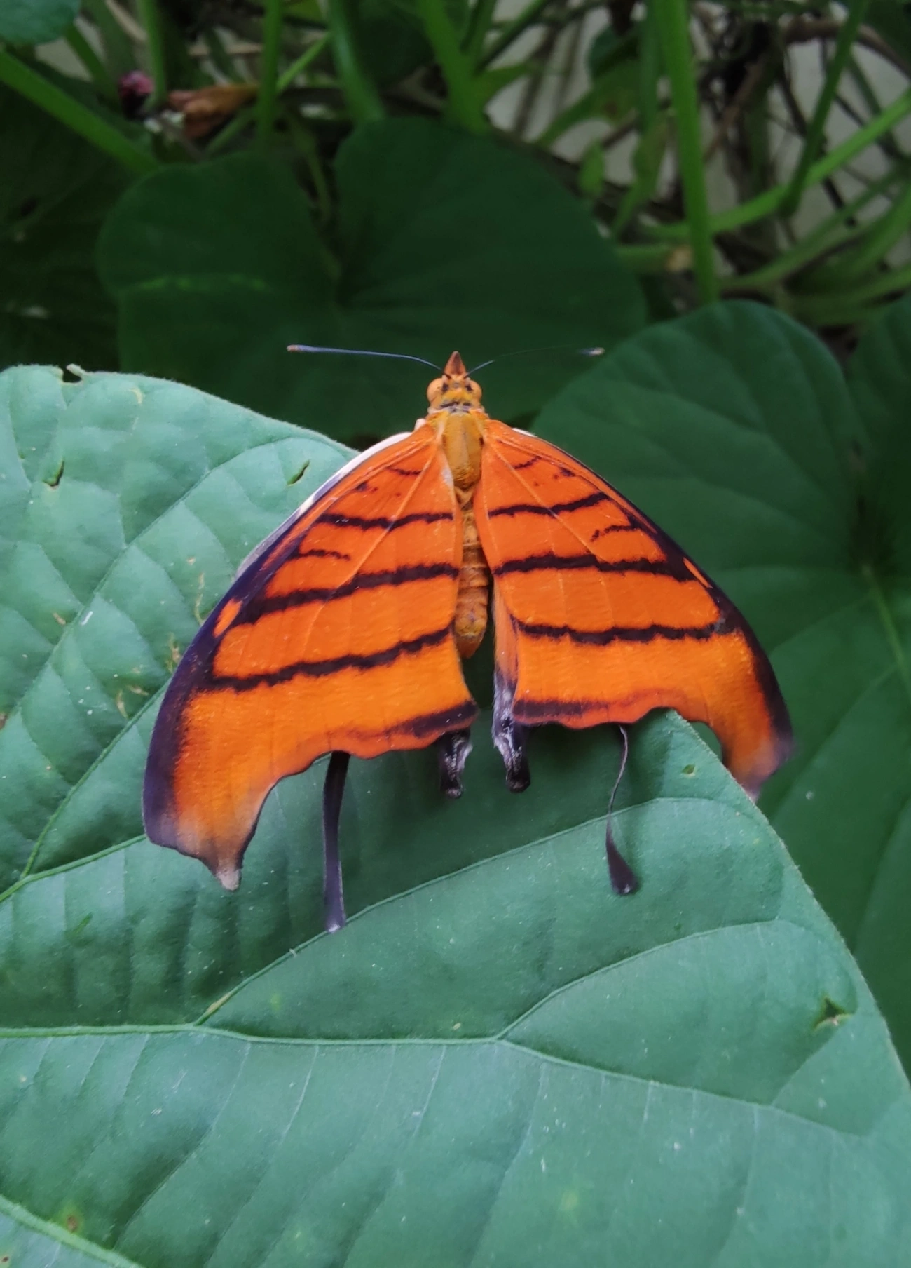 Borboleta-Asas-de-Punhal (Marpesia petreus), insetos, fotografado em Maresias, São Sebastião