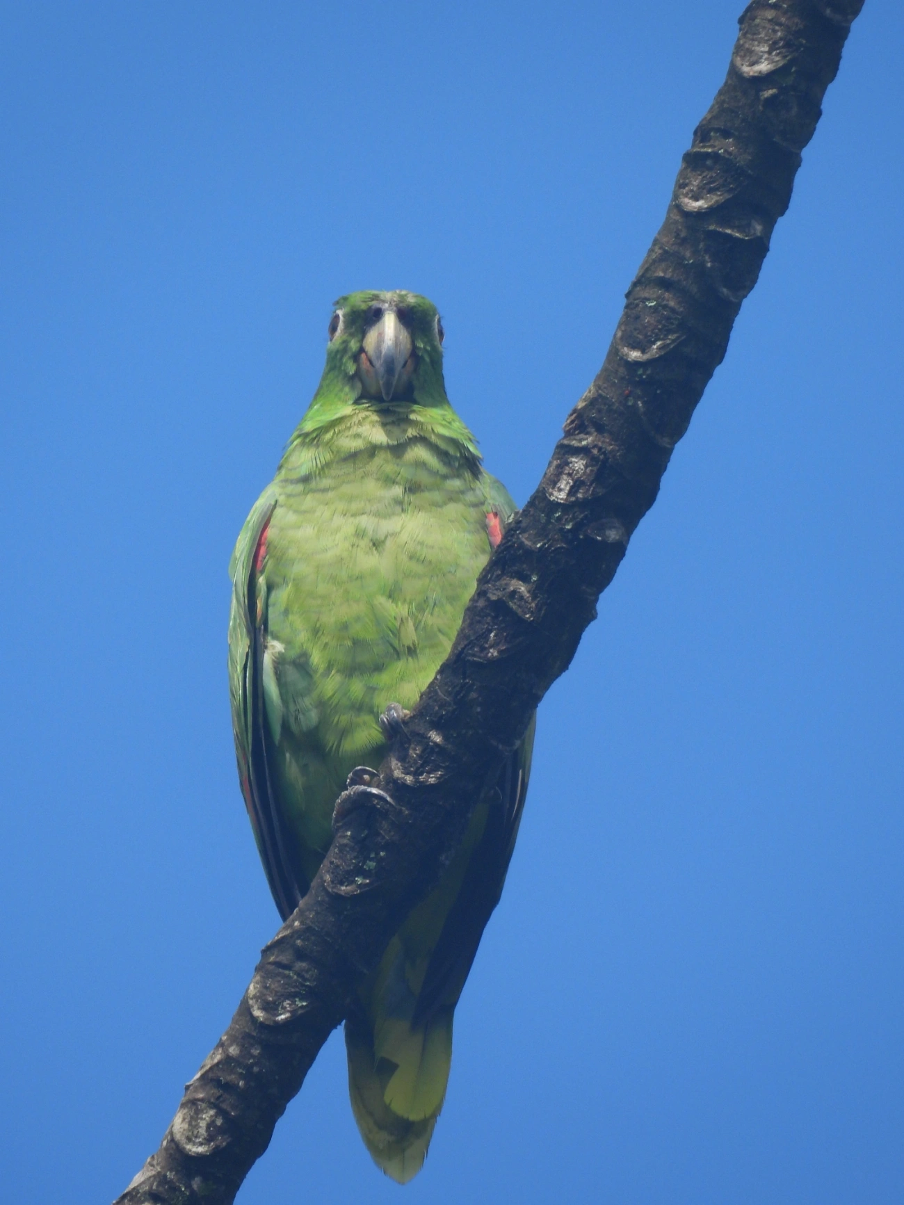 Papagaio-moleiro (Amazona farinosa), aves, fotografado em São Sebastião
