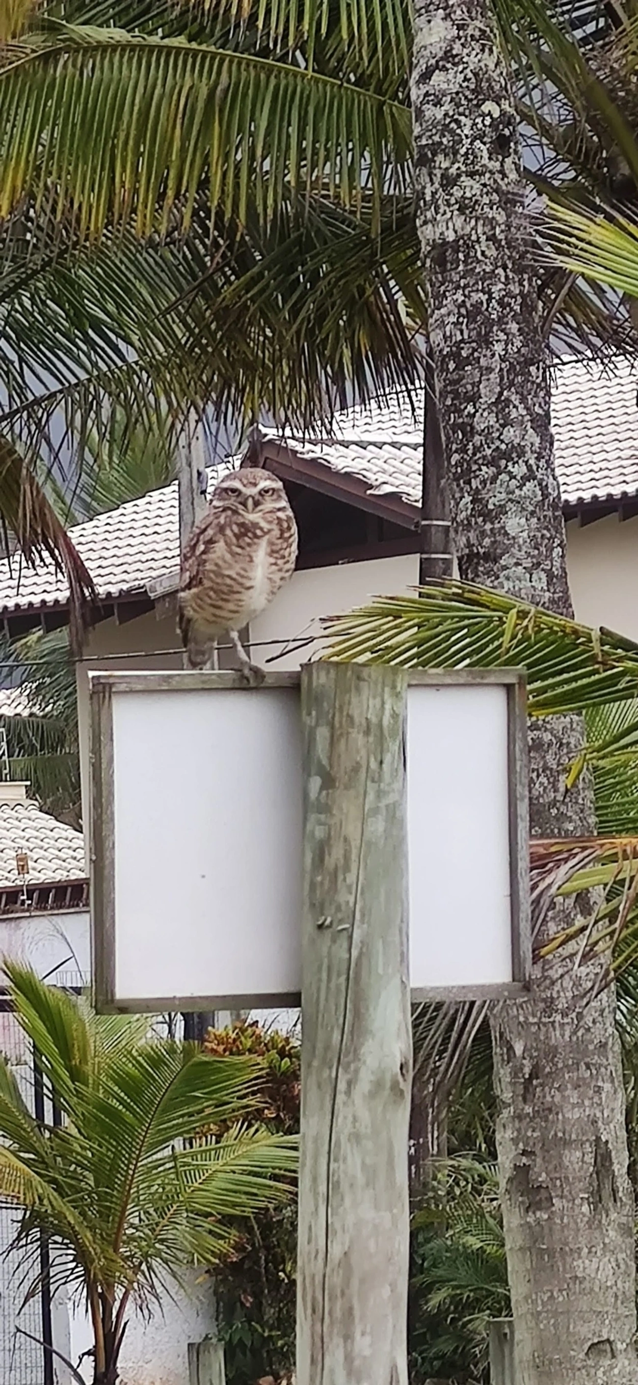 Coruja-buraqueira (Athene cunicularia), aves, fotografado em Caraguatatuba