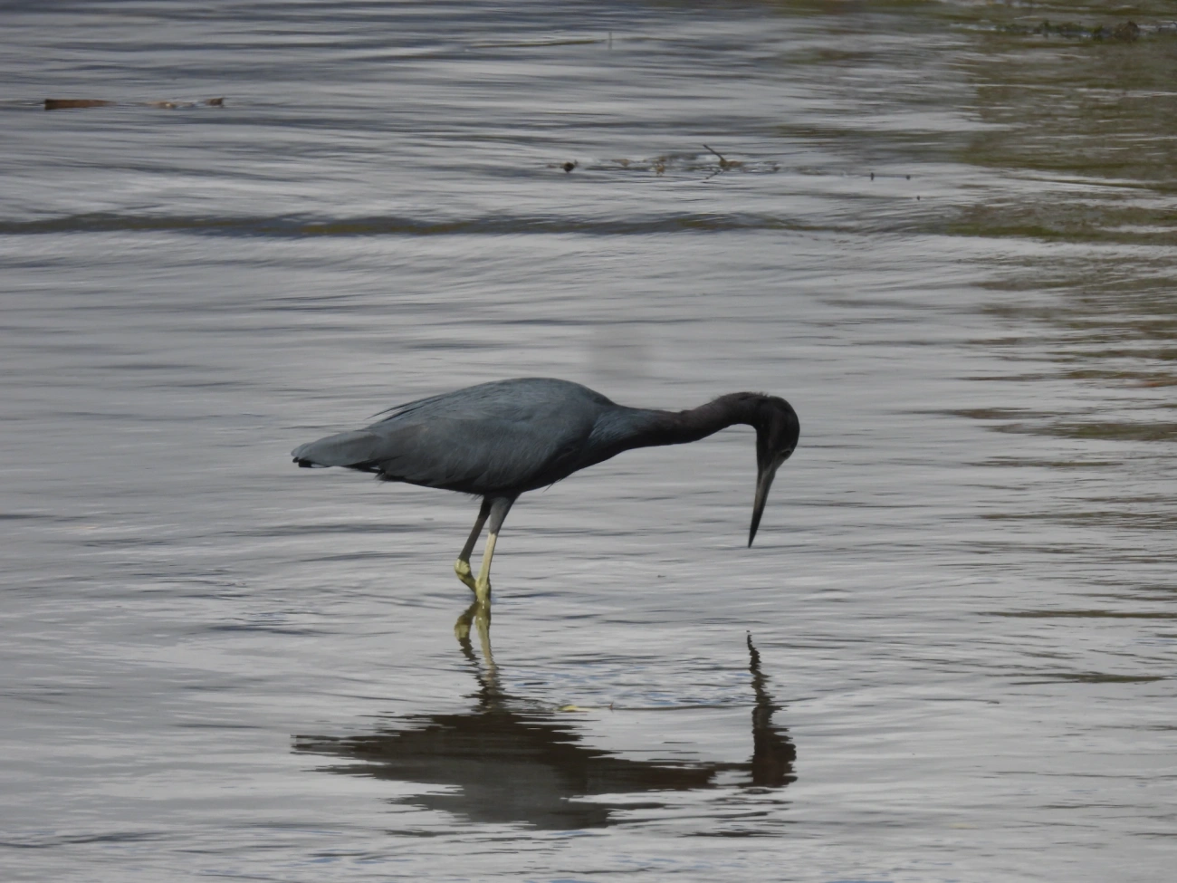 Garça-azul (Egretta caerulea), aves, fotografado em Maresias, São Sebastião