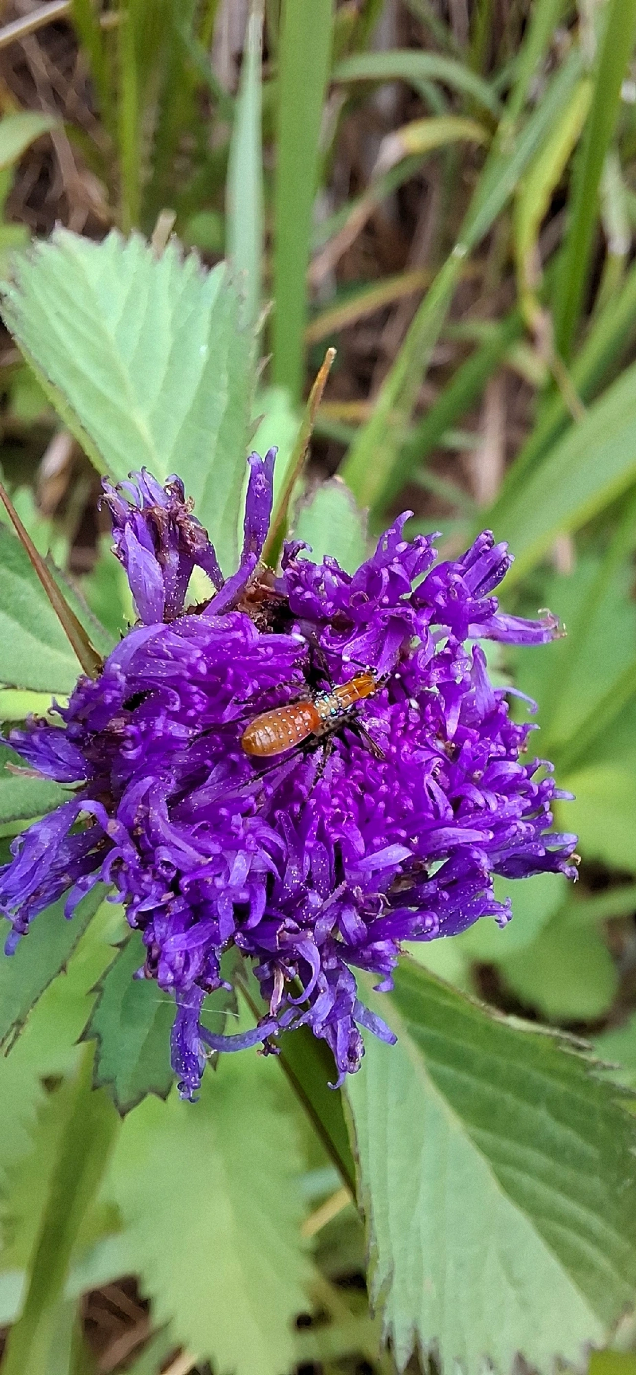 Esperanças (Tettigoniidae), insetos, fotografado em Toque-Toque Grande, São Sebastião