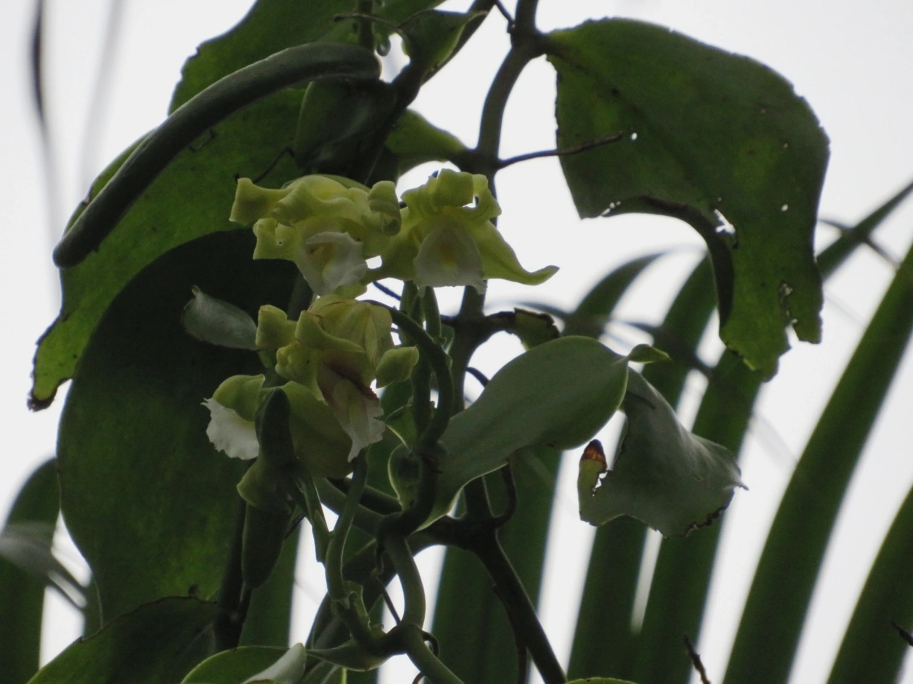Baunilha (Vanilla arcuata), plantas, fotografado em Maresias, São Sebastião
