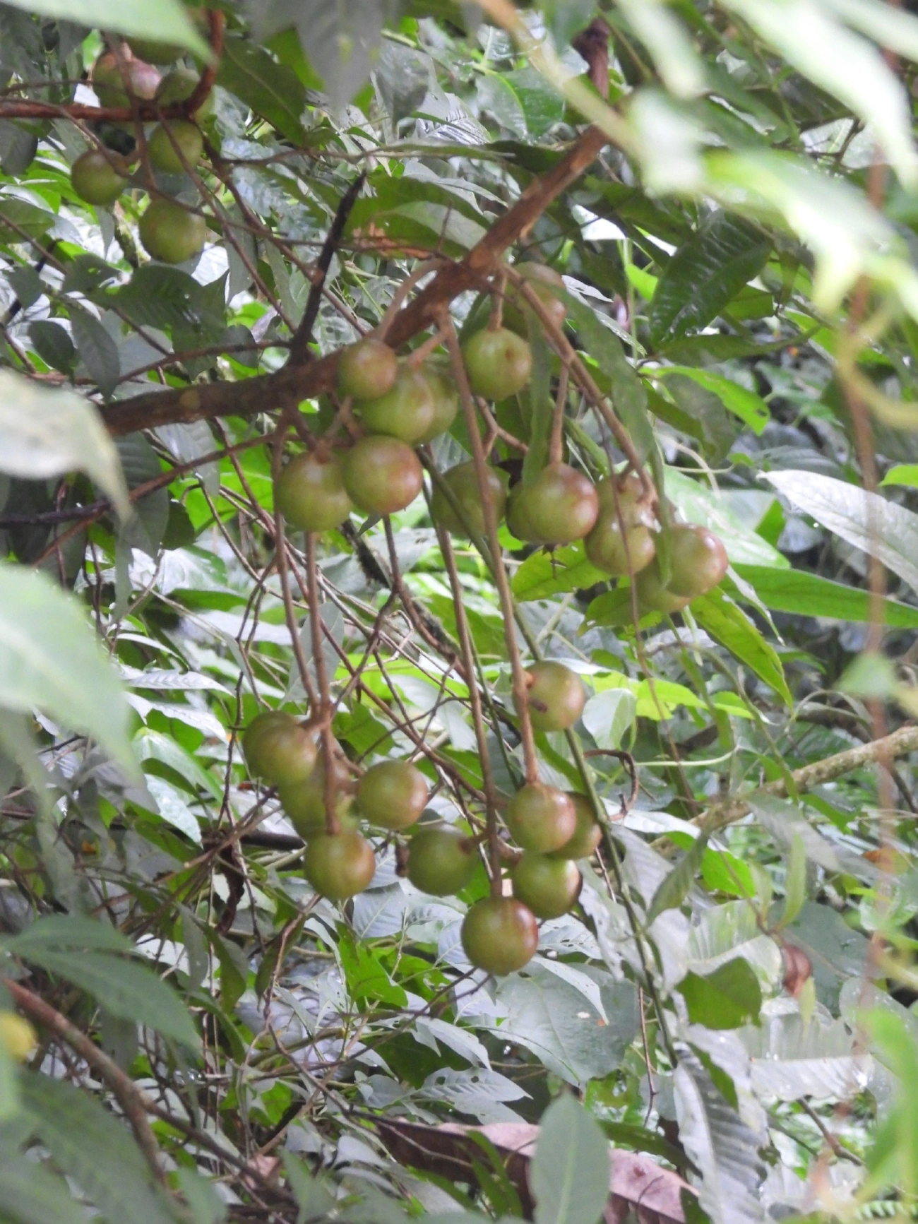 Canjerana (Cabralea canjerana), plantas, fotografado em Boiçucanga, São Sebastião