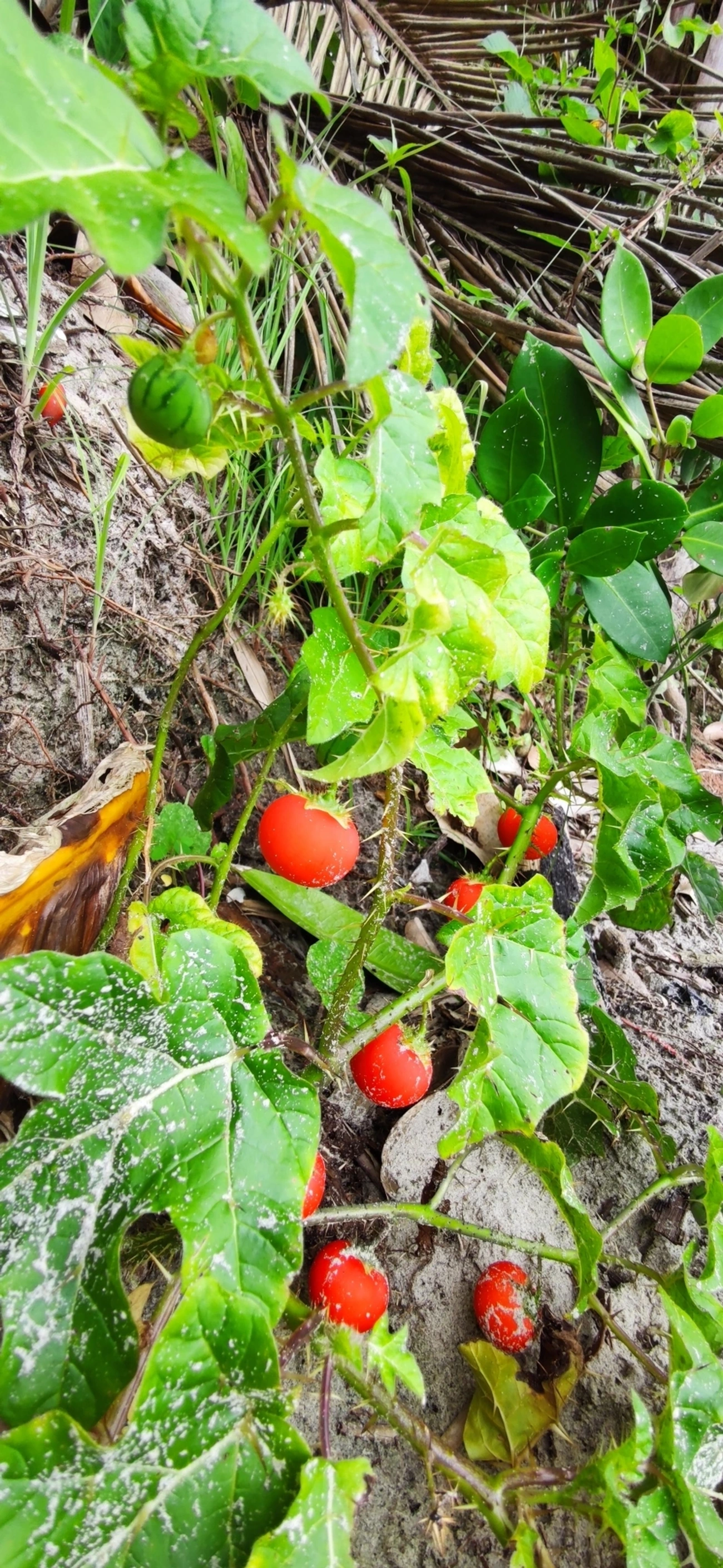 Melancia-da-praia (Solanum capsicoides), plantas, fotografado em São Sebastião