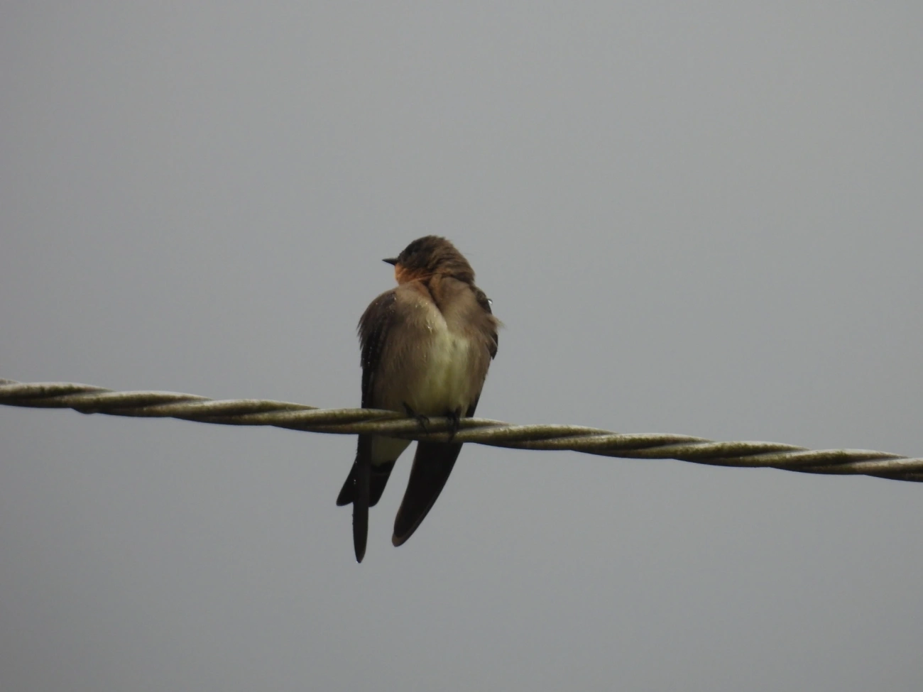 Andorinha-serradora (Stelgidopteryx ruficollis), aves, fotografado em Maresias, São Sebastião