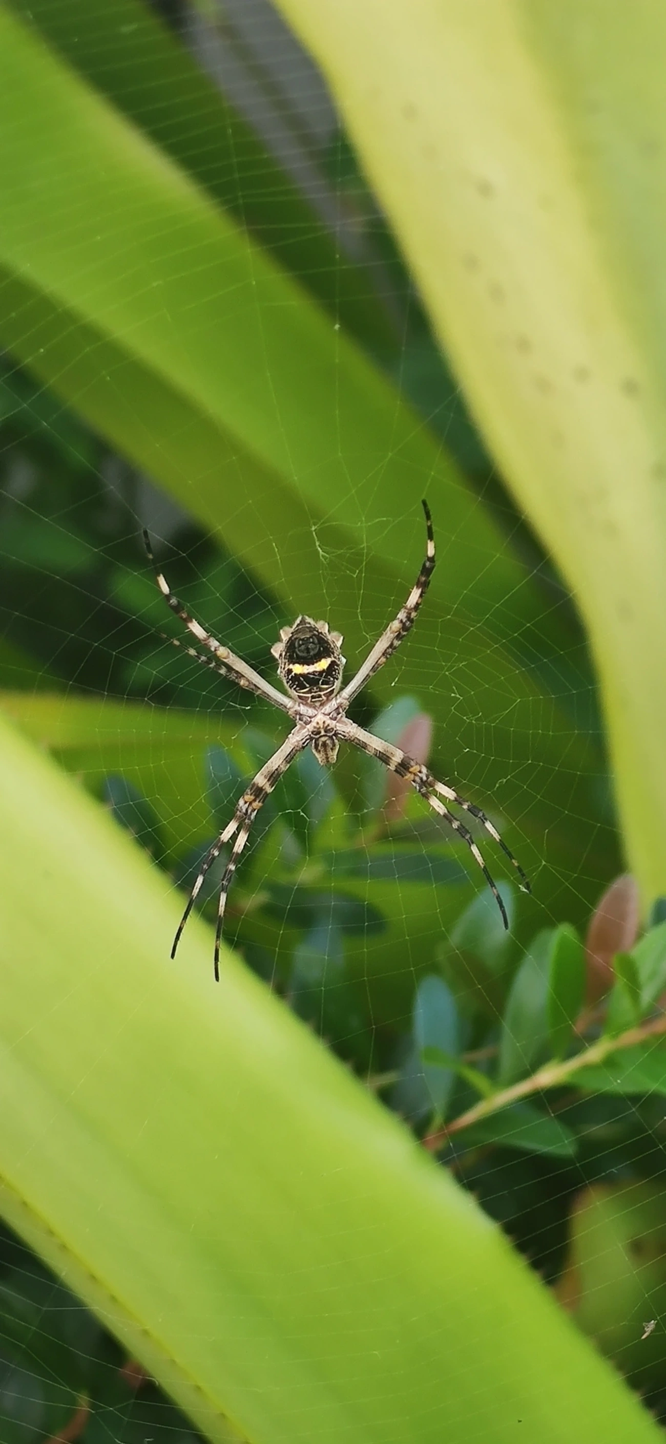 Aranha-de-prata (Argiope argentata), aracnídeos, fotografado em Vila Gomes Cardim, São Paulo