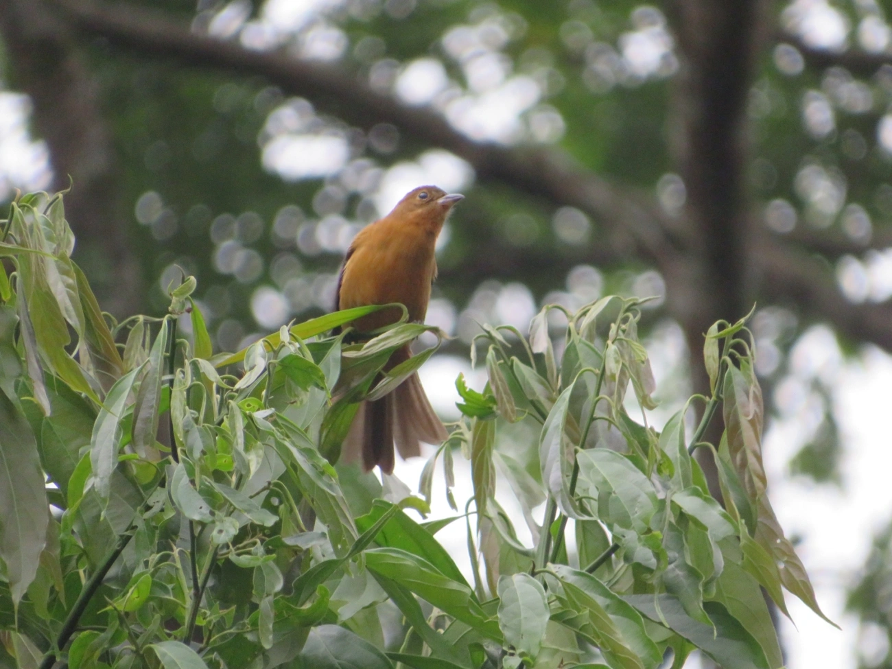 Tiê-galo (Loriotus cristatus), aves, fotografado em Maresias, São Sebastião