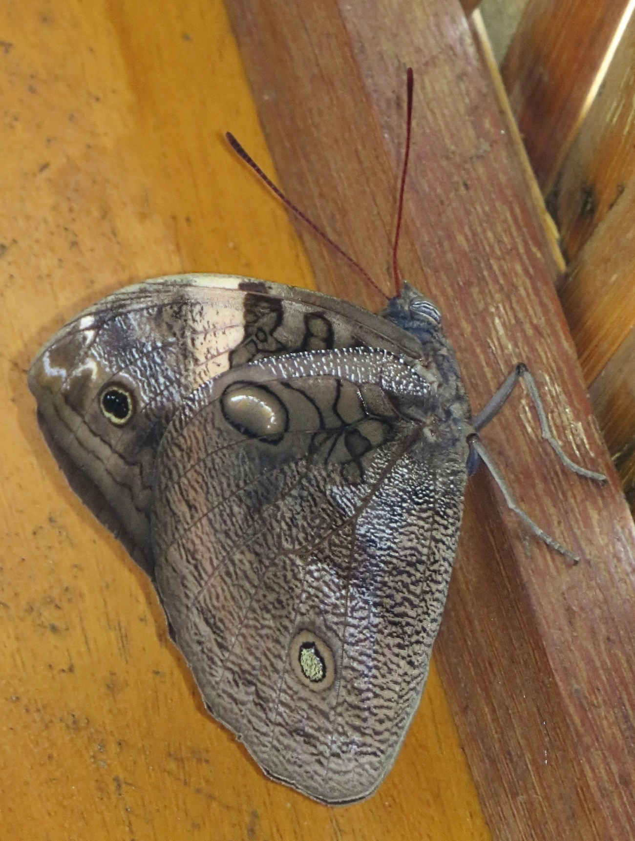 Opsiphanes, insetos, fotografado em Maresias, São Sebastião