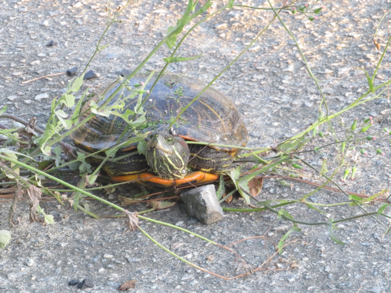 Tartaruga-da-Flórida (Trachemys scripta), répteis, fotografado em Maresias, São Sebastião