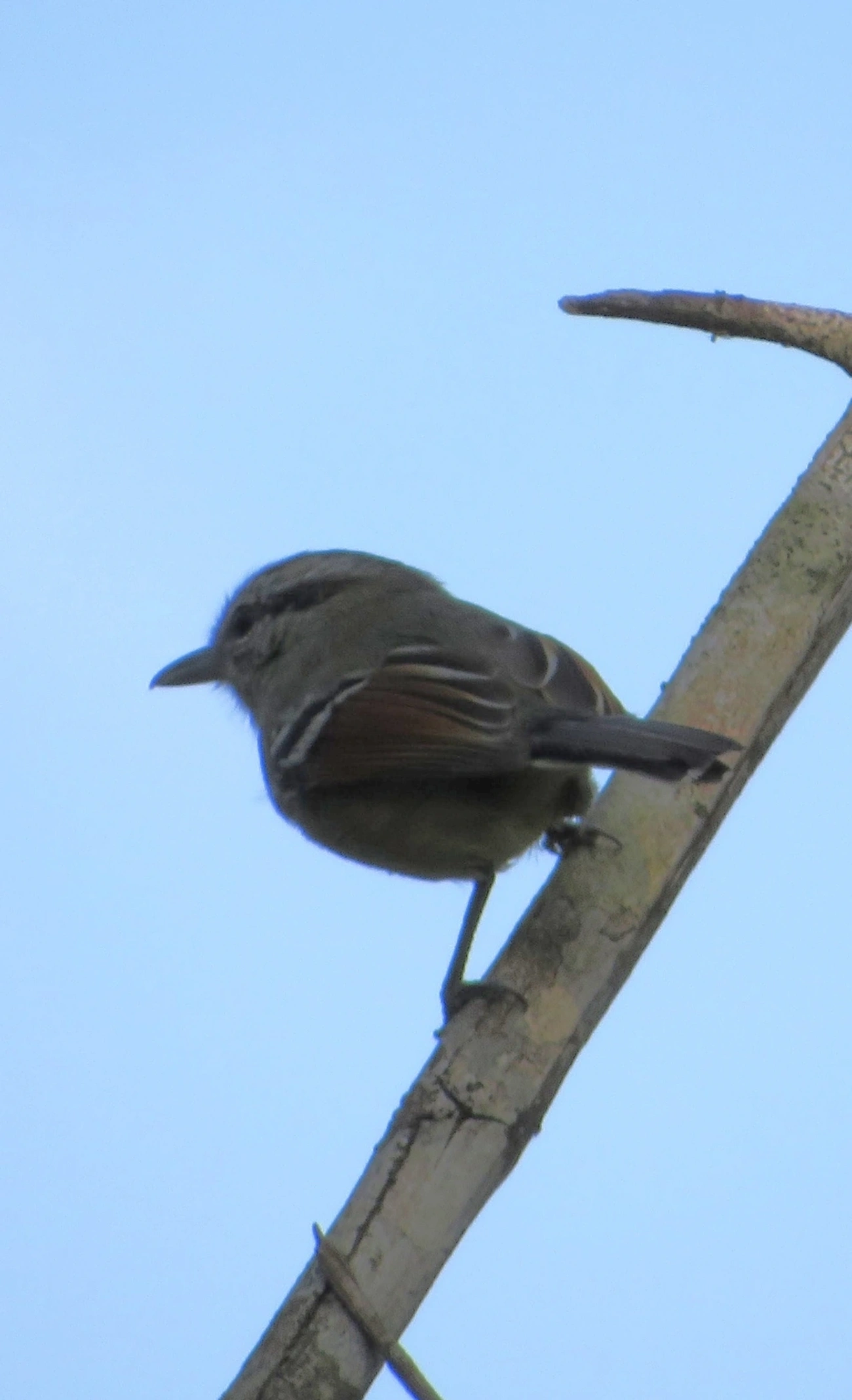 Chorozinho-de-Asa-Vermelha (Herpsilochmus rufimarginatus), aves, fotografado em Maresias, São Sebastião