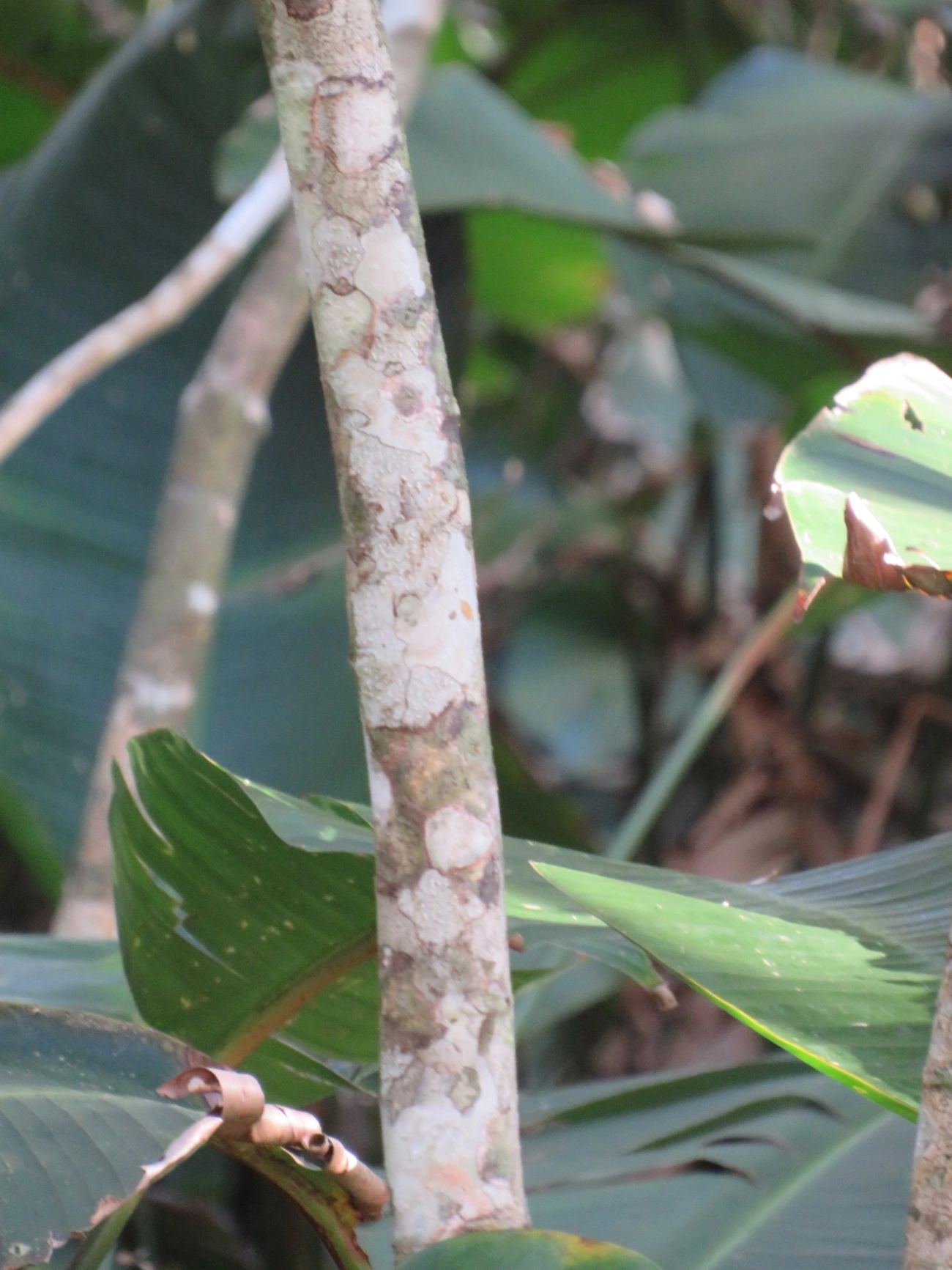 Dahlstedtia pinnata, plantas, fotografado em Maresias, São Sebastião