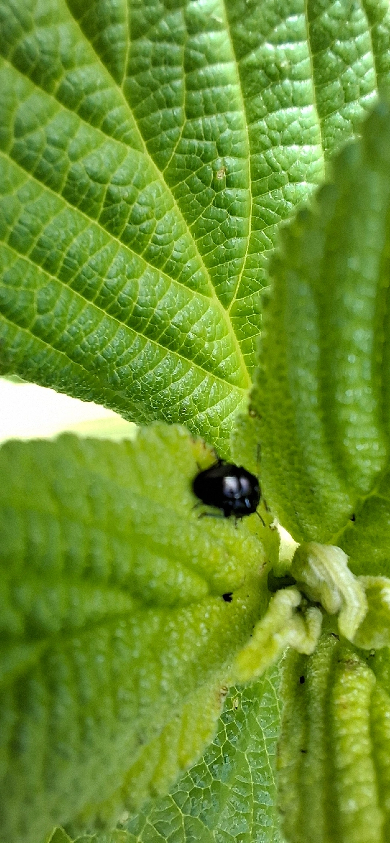 Eumolpinae, insetos, fotografado em Toque-Toque Grande, São Sebastião
