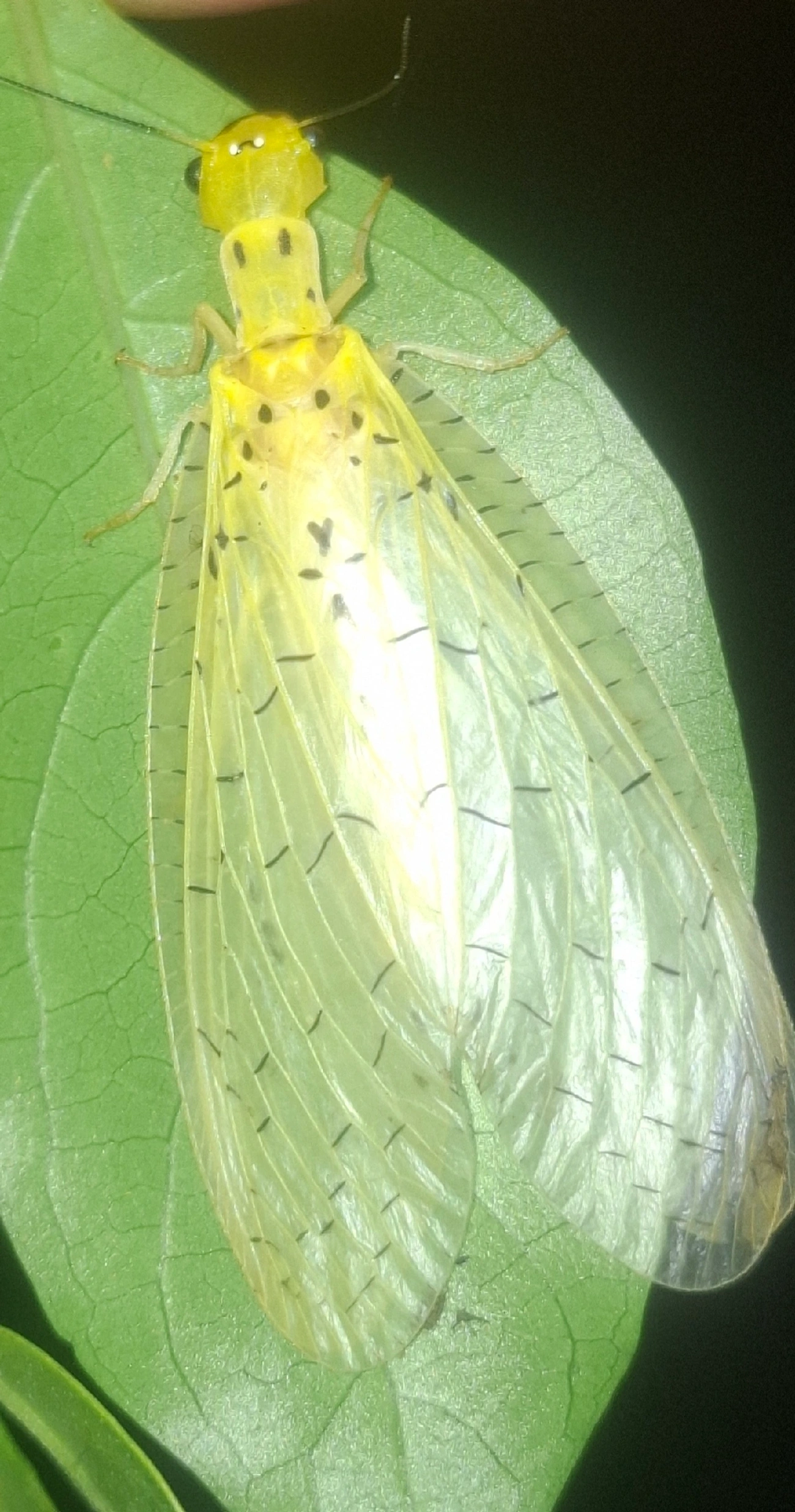 Chloronia corripiens, insetos, fotografado em Queluz