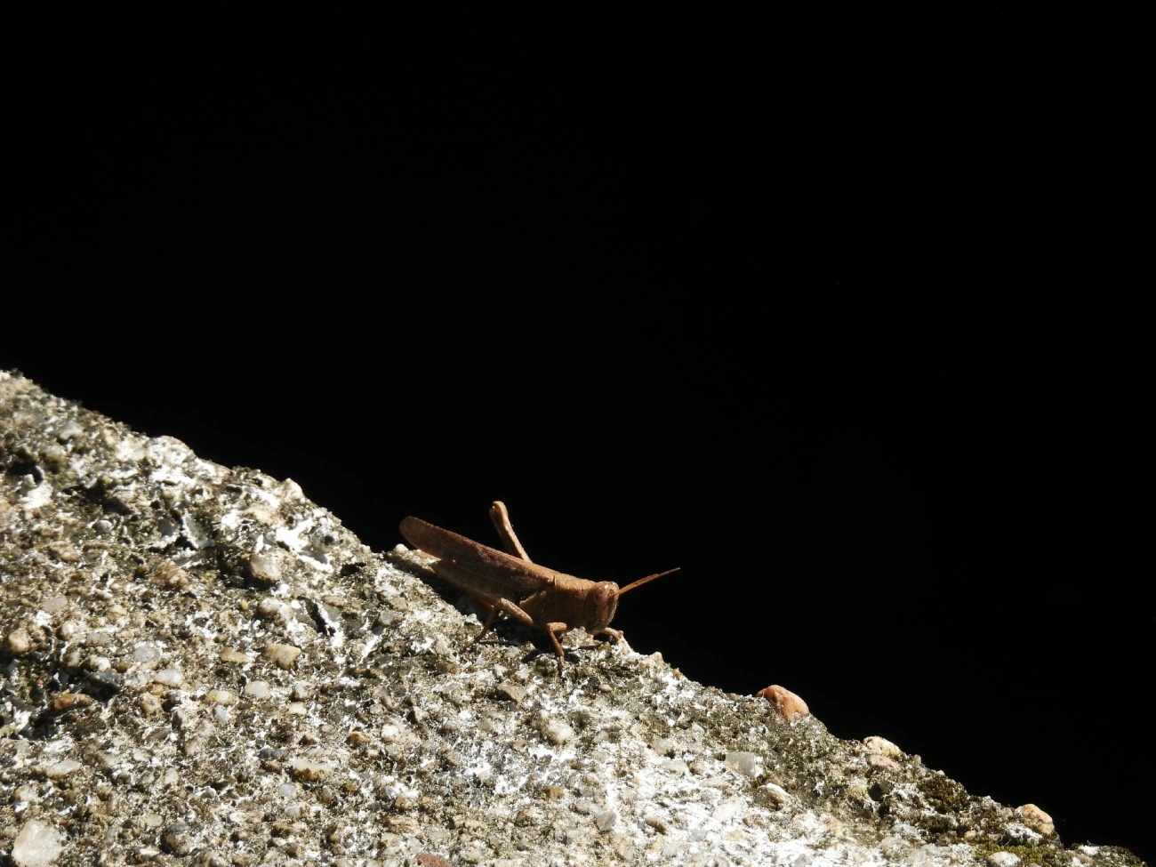 Abracris flavolineata, insetos, fotografado em Cananéia
