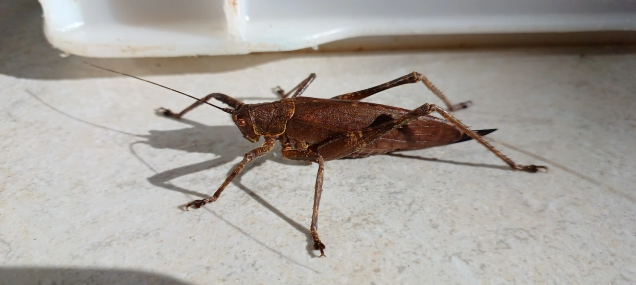 Meroncidius, insetos, fotografado em Maresias, São Sebastião