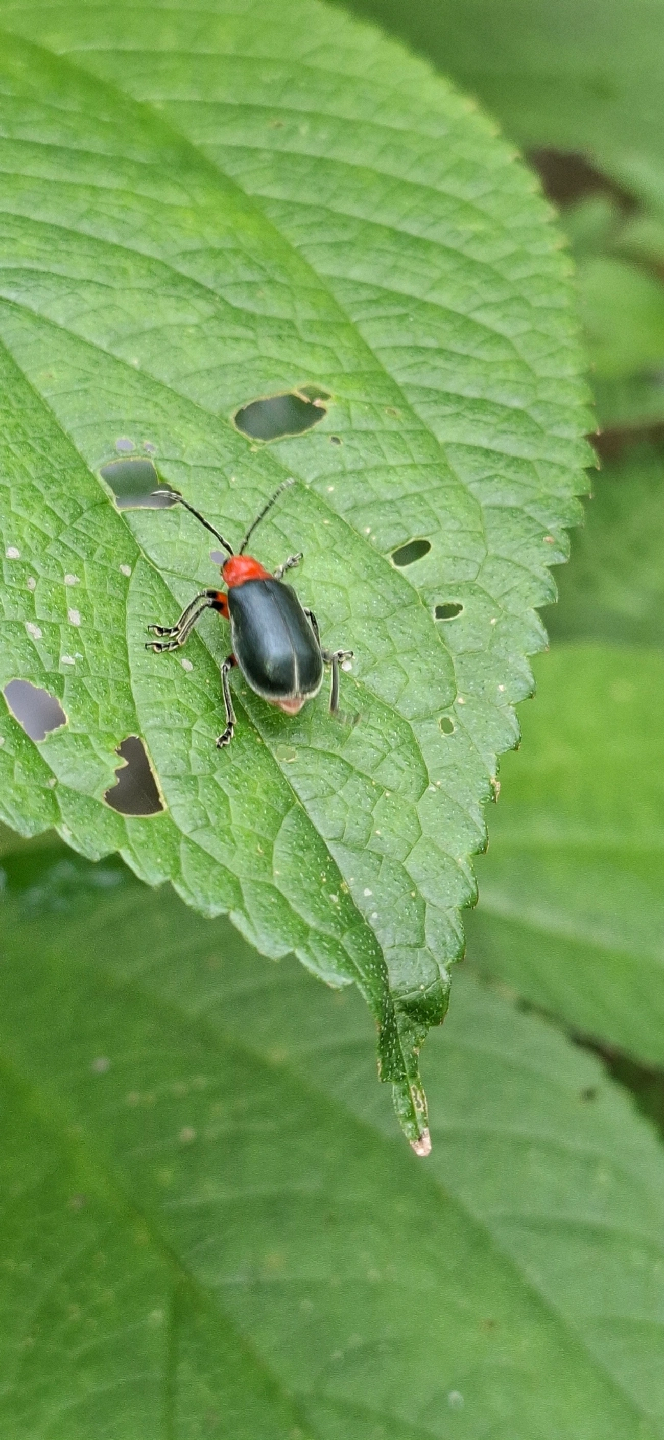 Besouro-da-embaúba (Coelomera lanio), insetos, fotografado em Paúba, São Sebastião