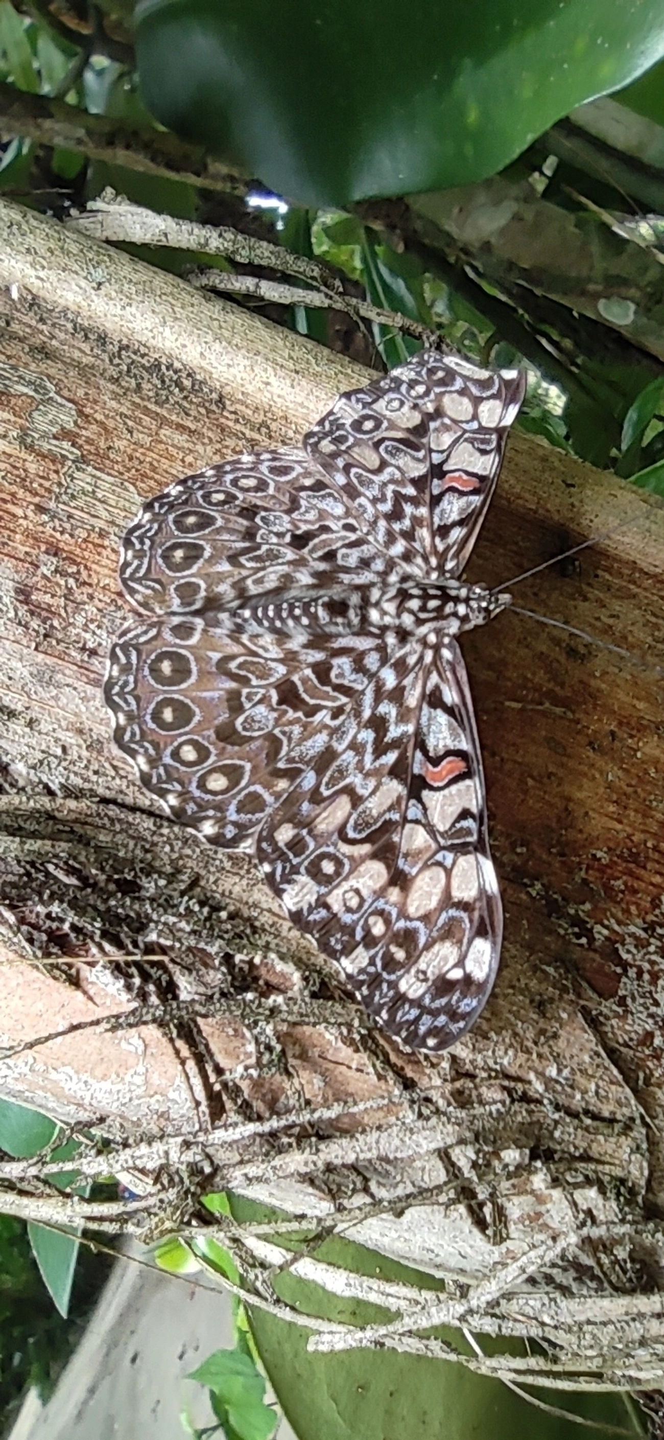 Borboleta-estaladeira (Hamadryas feronia), insetos, fotografado em Maresias, São Sebastião