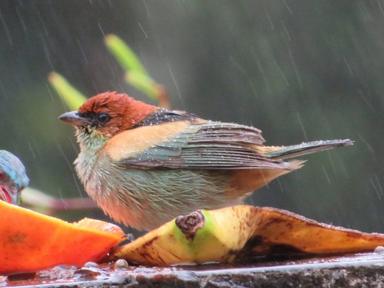 Saíra-sapucaia (Stilpnia peruviana), aves, fotografado em São Paulo