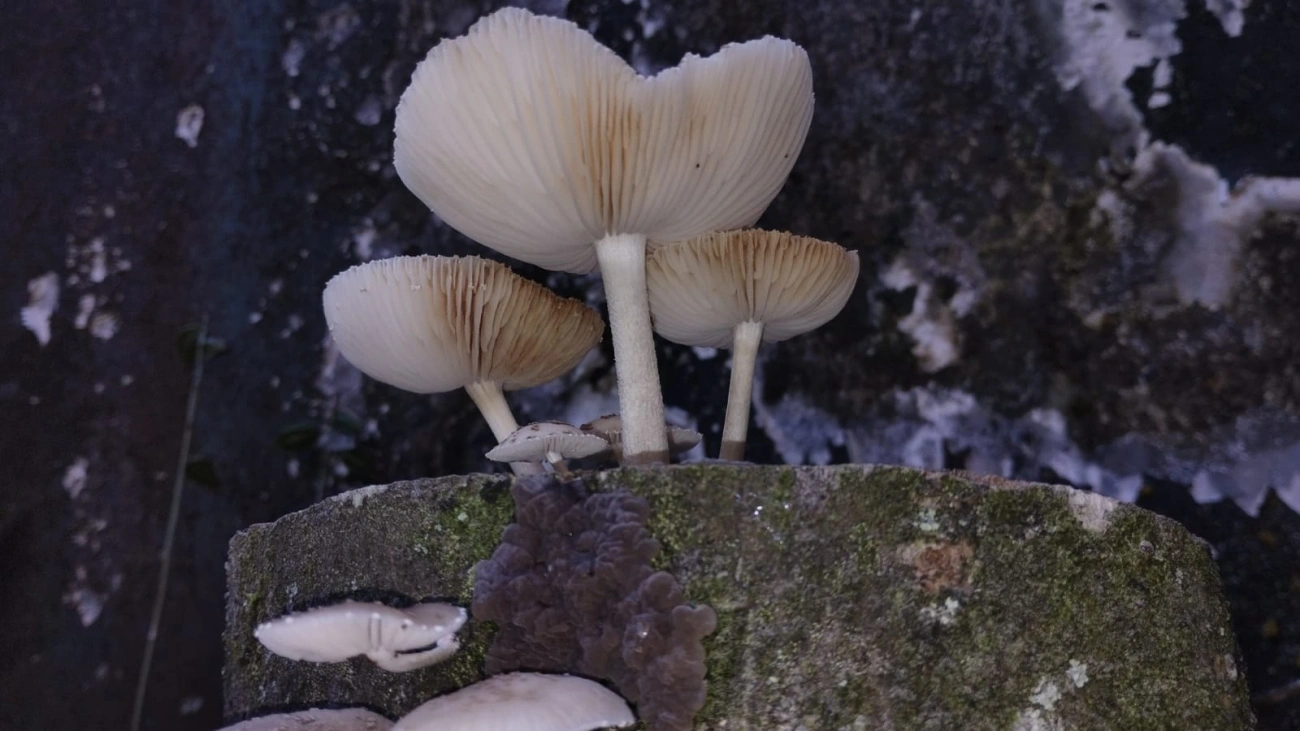 Cogumelo-de-coco (Oudemansiella cubensis), fungos, fotografado em Maresias, São Sebastião
