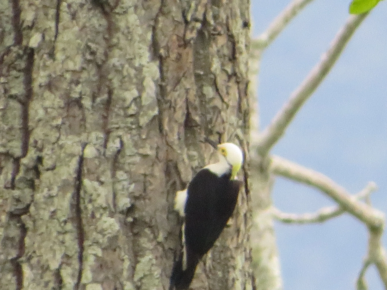 Pica-pau-branco (Melanerpes candidus), aves, fotografado em Maresias, São Sebastião