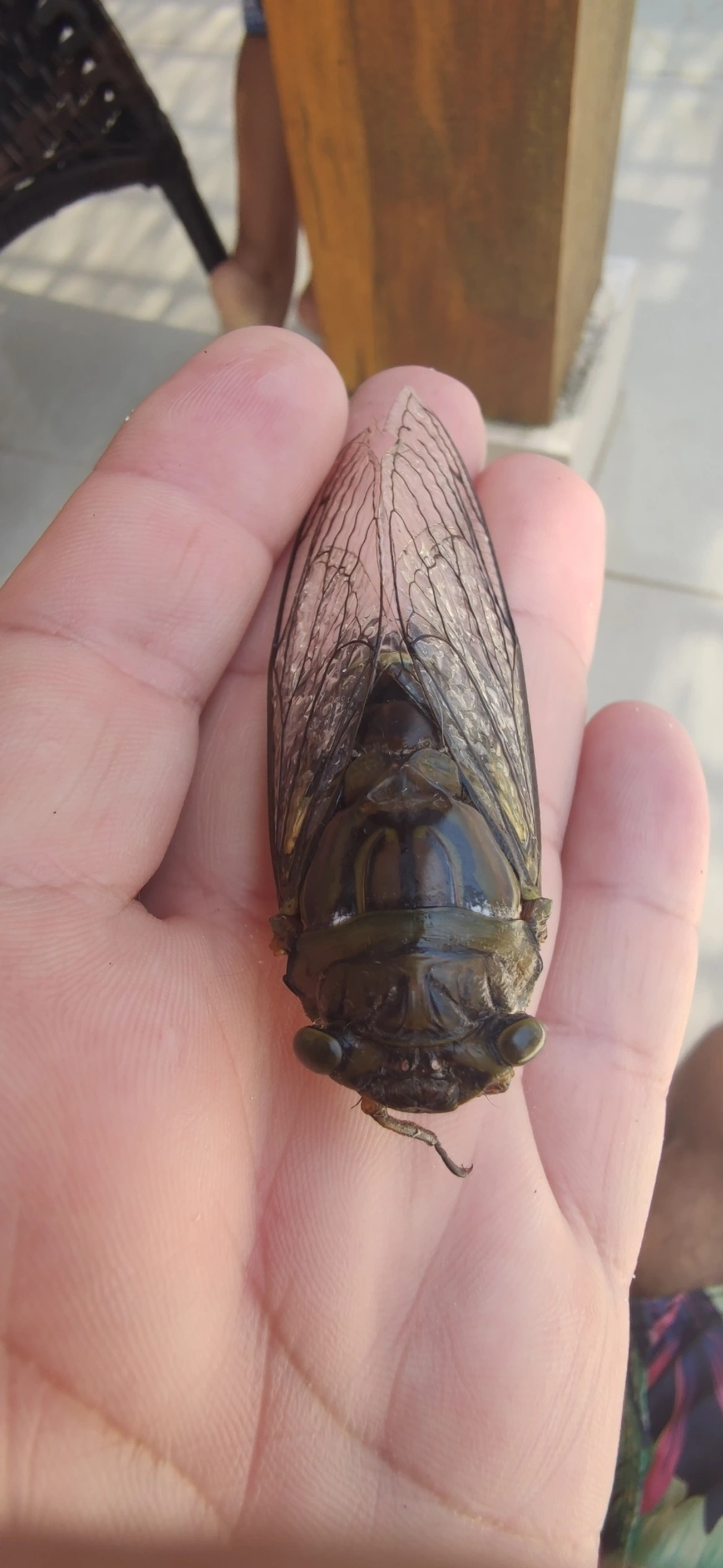 Cigarra-gigante (Quesada gigas), insetos, fotografado em Maresias, São Sebastião
