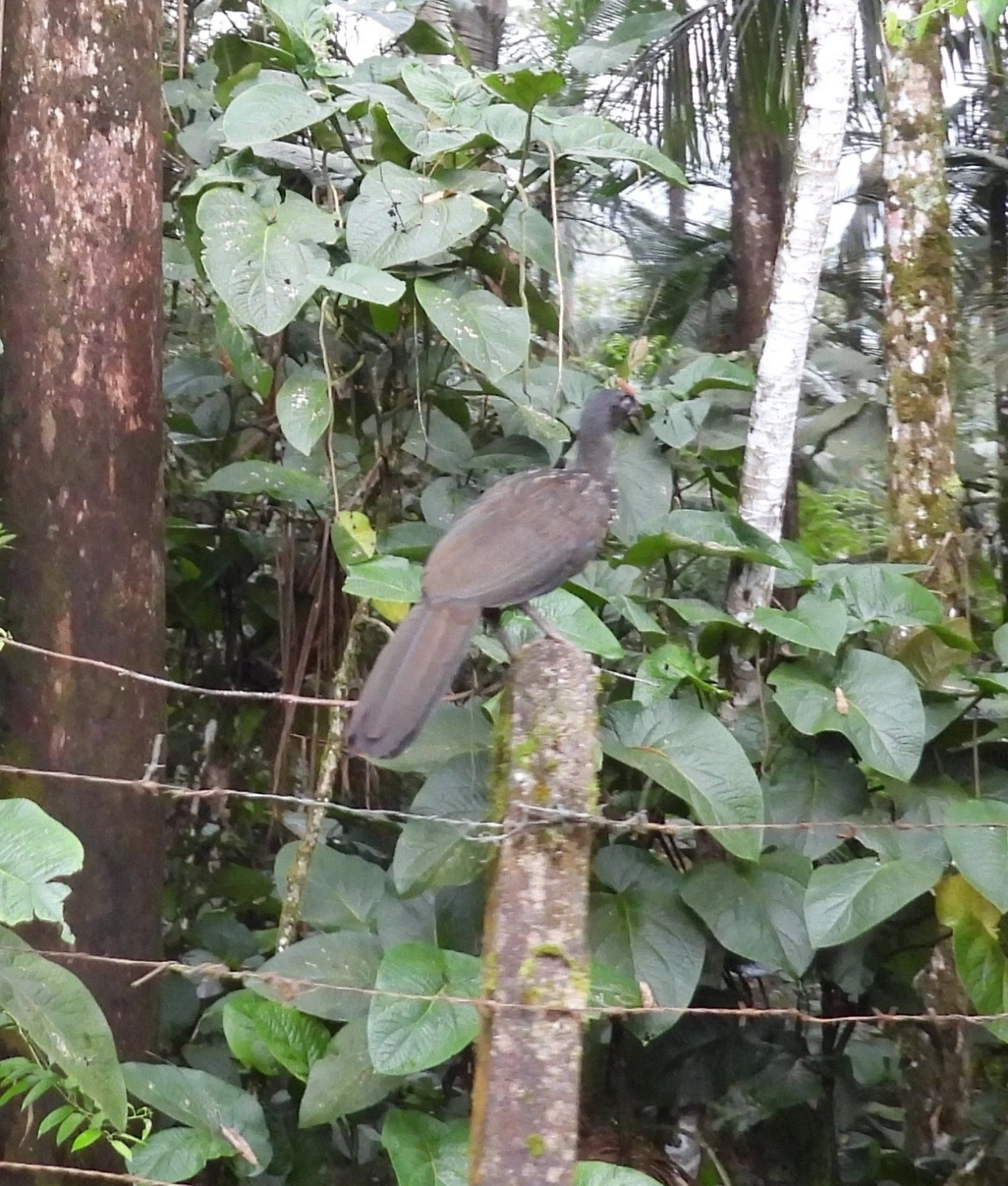 Jacuaçu (Penelope obscura), aves, fotografado em Estrada Serrinha Do Alambari Resende - Rio de Janeiro, Resende