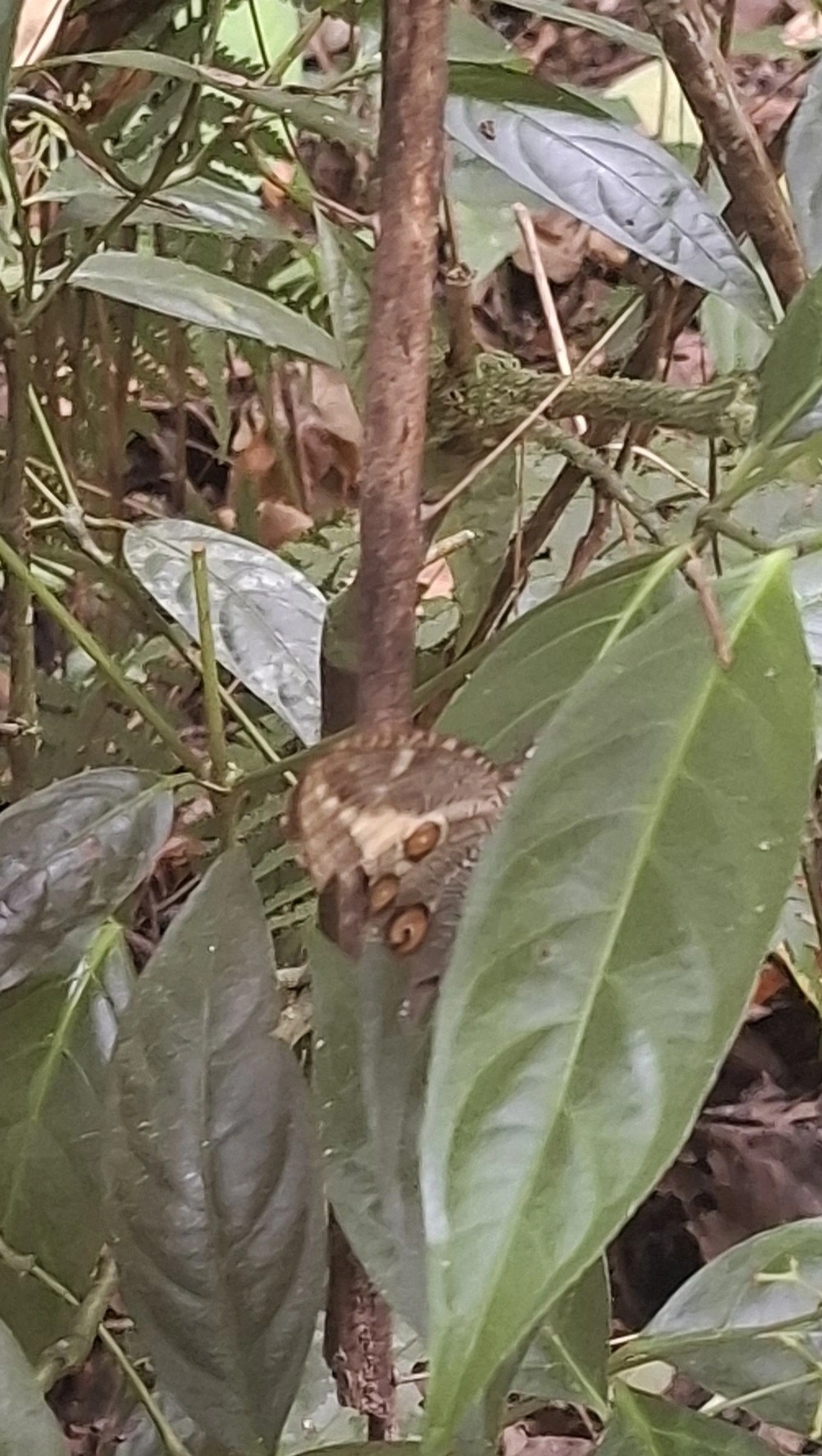 Dasyophthalma creusa, insetos, fotografado em Maresias, São Sebastião
