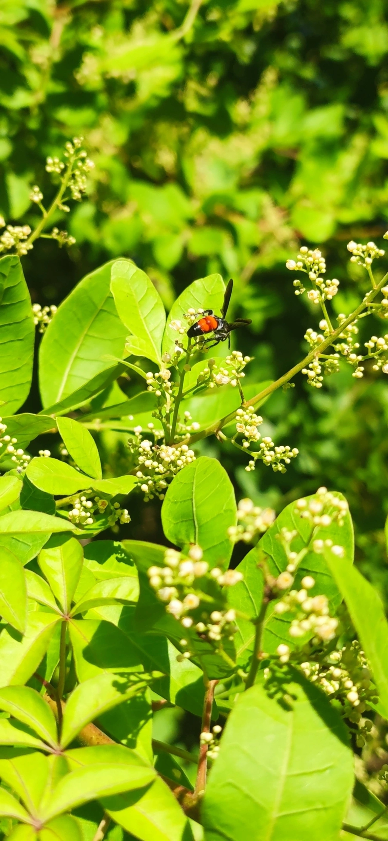 Vespa-escólida caribenha (Dielis dorsata), insetos, fotografado em Maresias, São Sebastião
