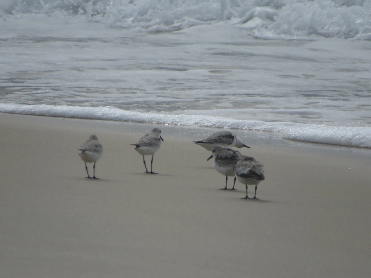 Maçarico-branco (Calidris alba), aves, fotografado em Maresias, São Sebastião