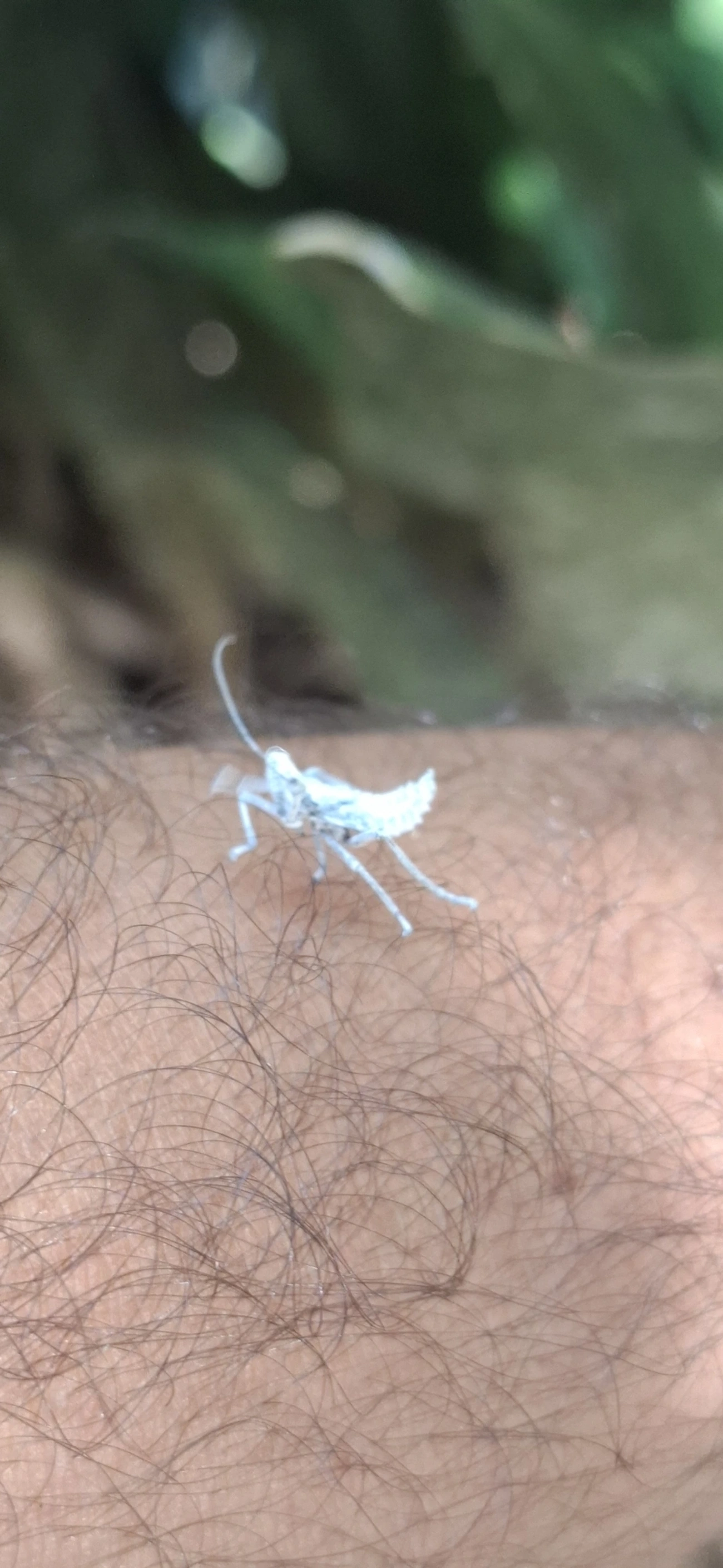 Harpactor, insetos, fotografado em Paúba, São Sebastião